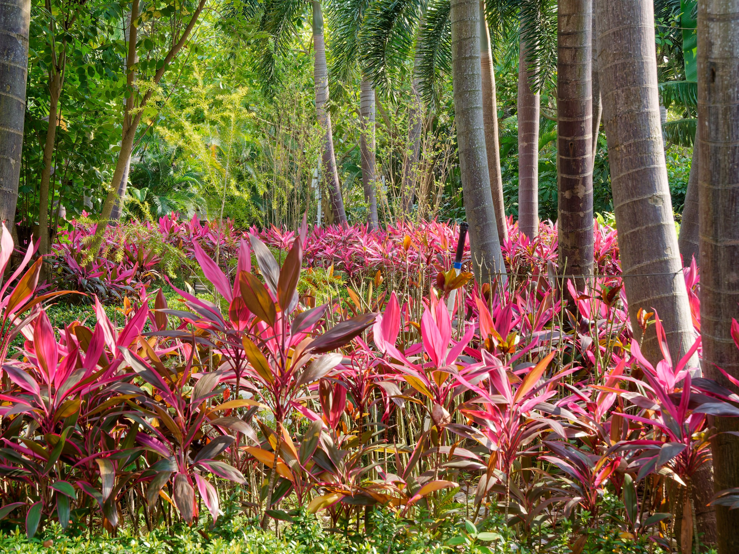 Хайнань 2026, флора, цветы и деревья. Фотопрогулки по Миру
