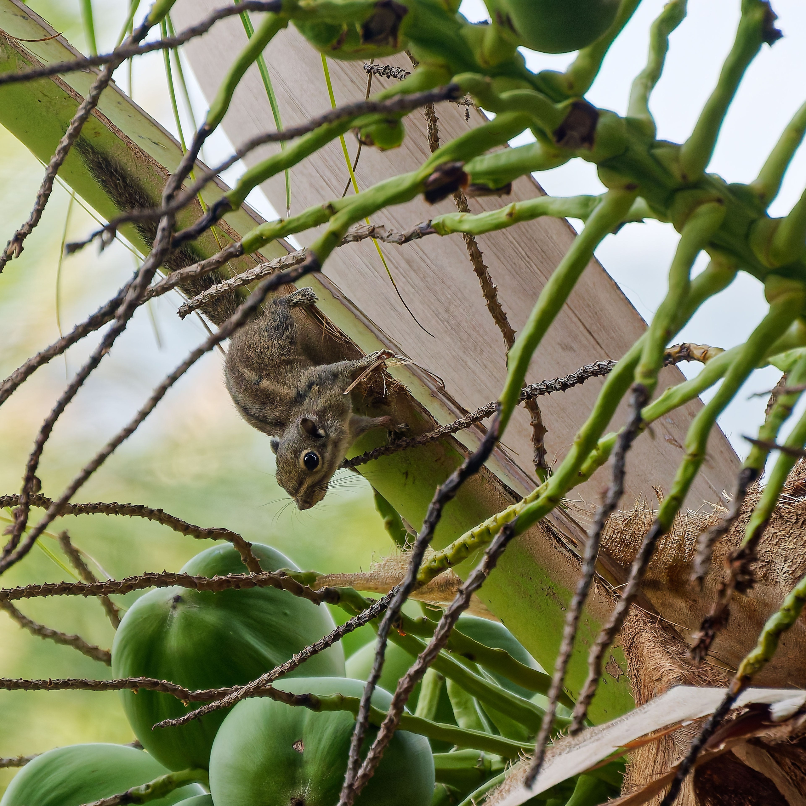 Хайнань 2026, белки. Фотопрогулки по Миру