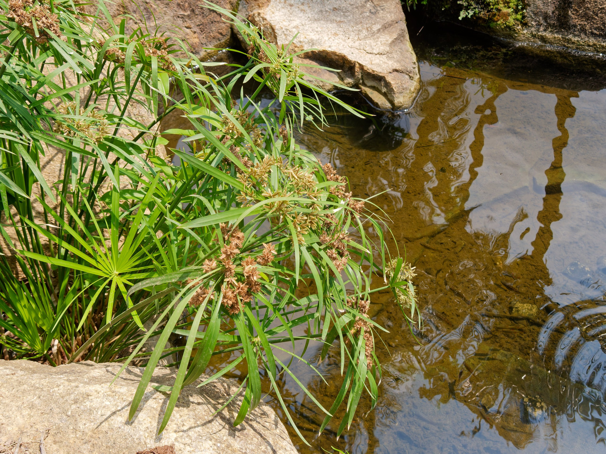 Хайнань 2026, флора, цветы и деревья. Фотопрогулки по Миру