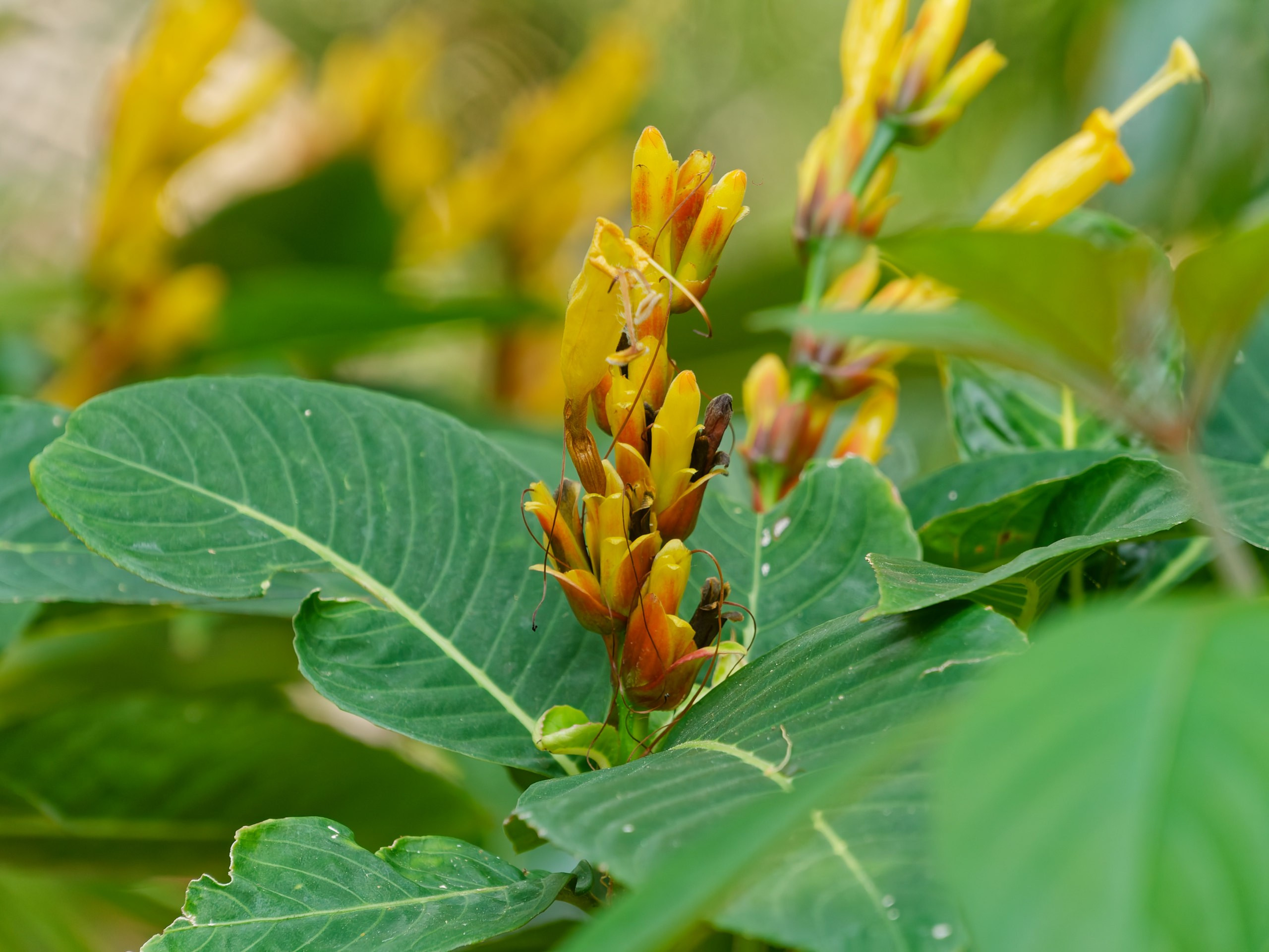 Хайнань 2026, флора, цветы и деревья. Фотопрогулки по Миру