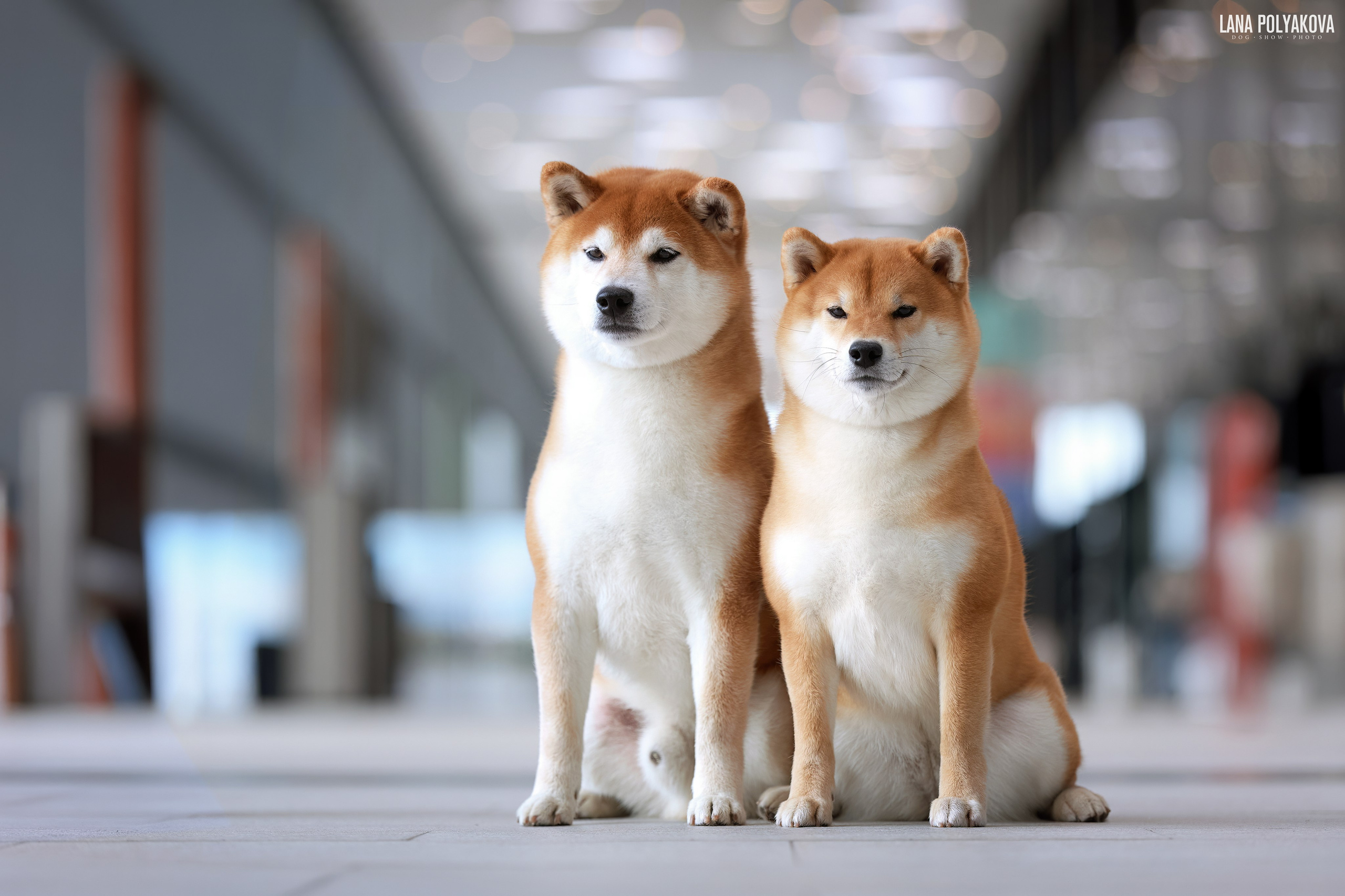 ГРАН ПРИ ВЕСЕННИЙ ПЕТЕРБУРГ 2026. ФОТОГРАФ-АНИМАЛИСТ l LANA POLYAKOVA