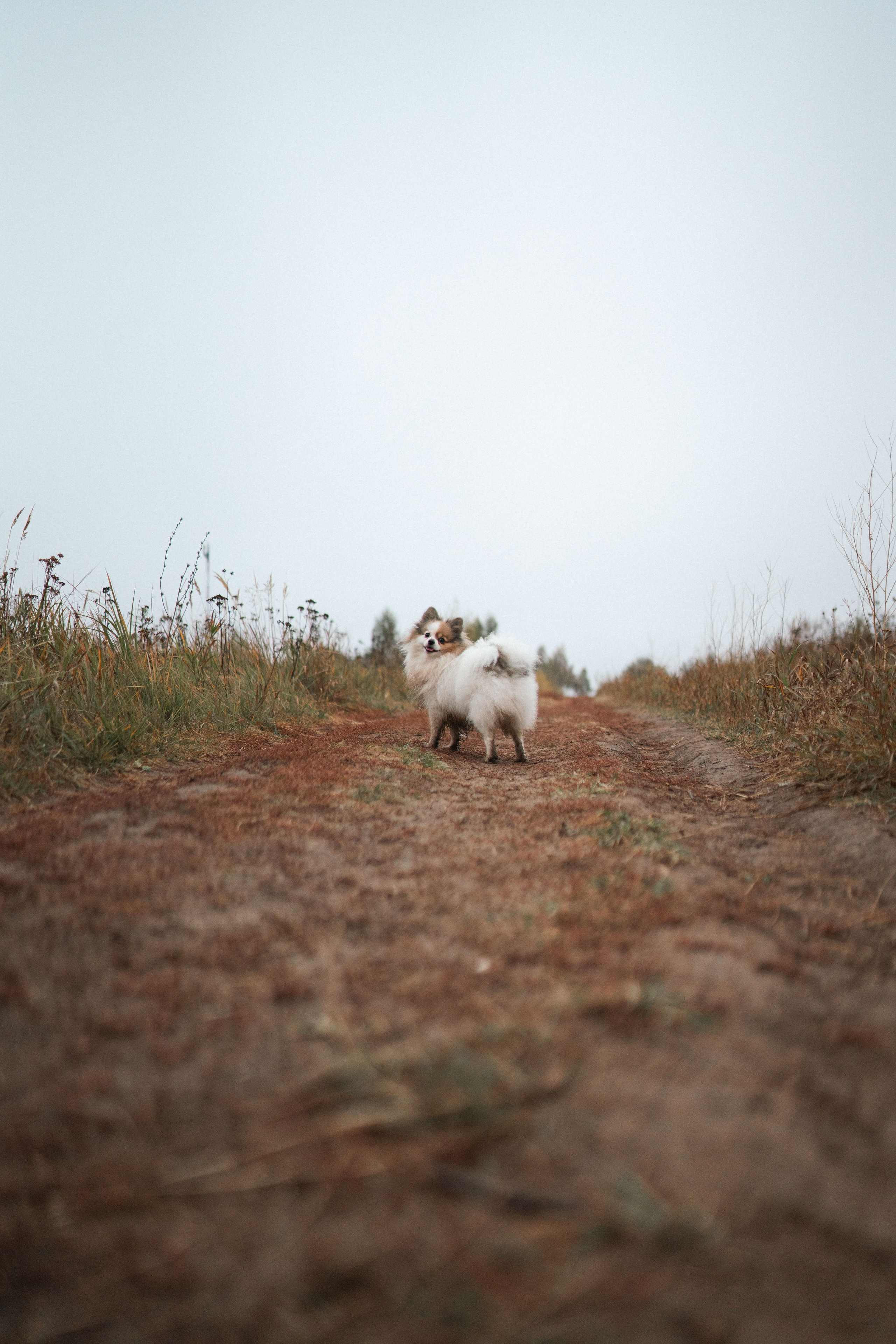 Фотосессия с собаками. Семейный фотограф в Рязани и Москве Victoria_Kros