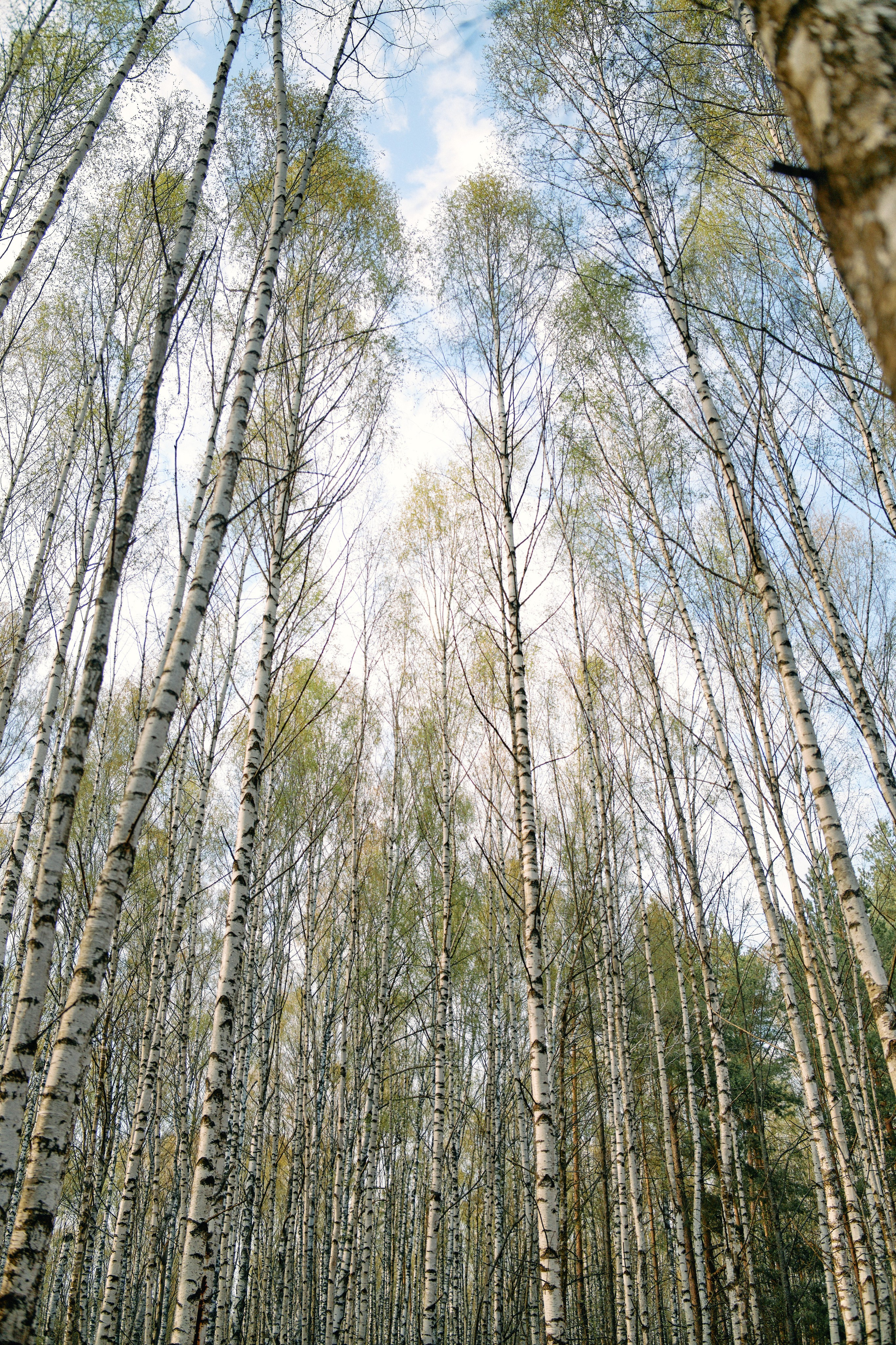 Бутик-отель Поле летом. Профессиональный Фотограф во Владимире, в Москве и в Суздале — Полина Романычева