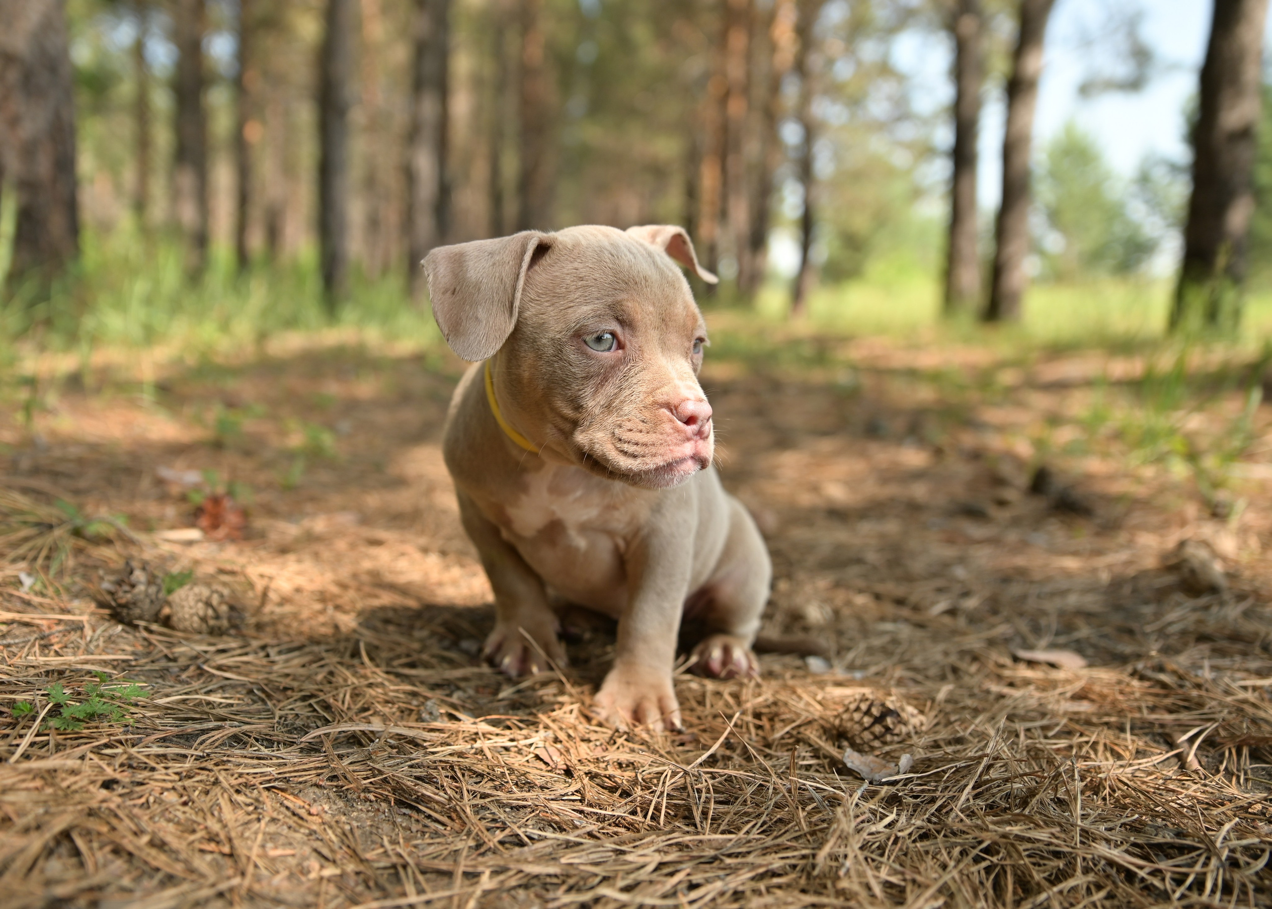 Свободные щенки Американский Булли в Иркутске. Питомник собак Иркутск
