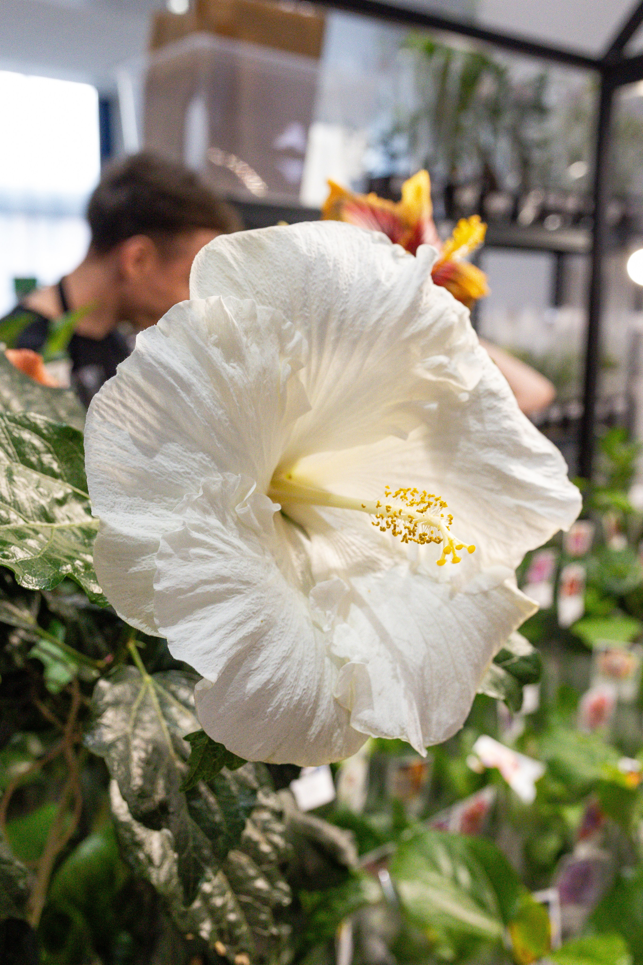 Монстериум апрель 2025. Александра Куликова фотограф, Москва