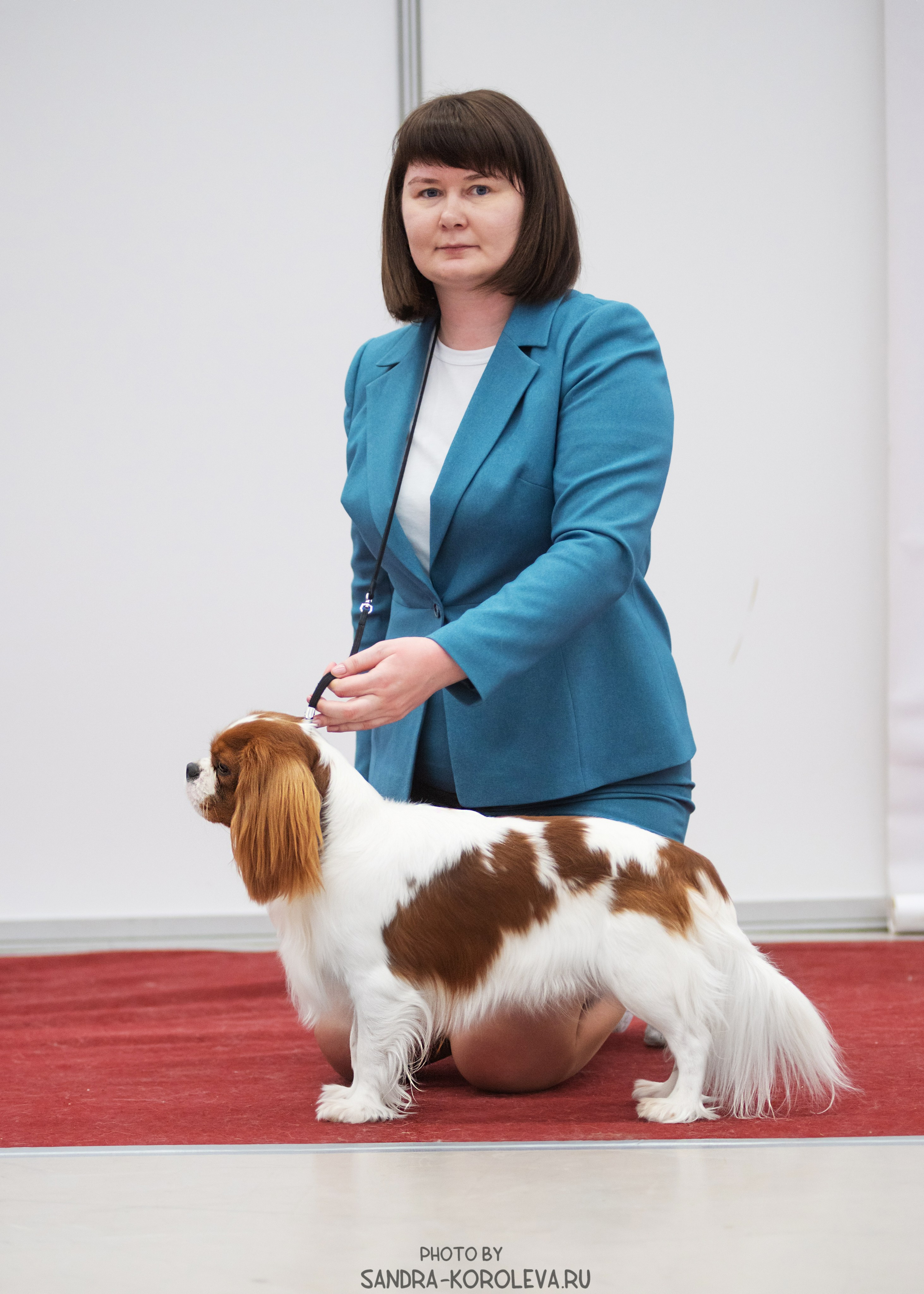Выставка собак тюмень 10.12.2022. Дог-фотограф в Тюмени Александра Королева