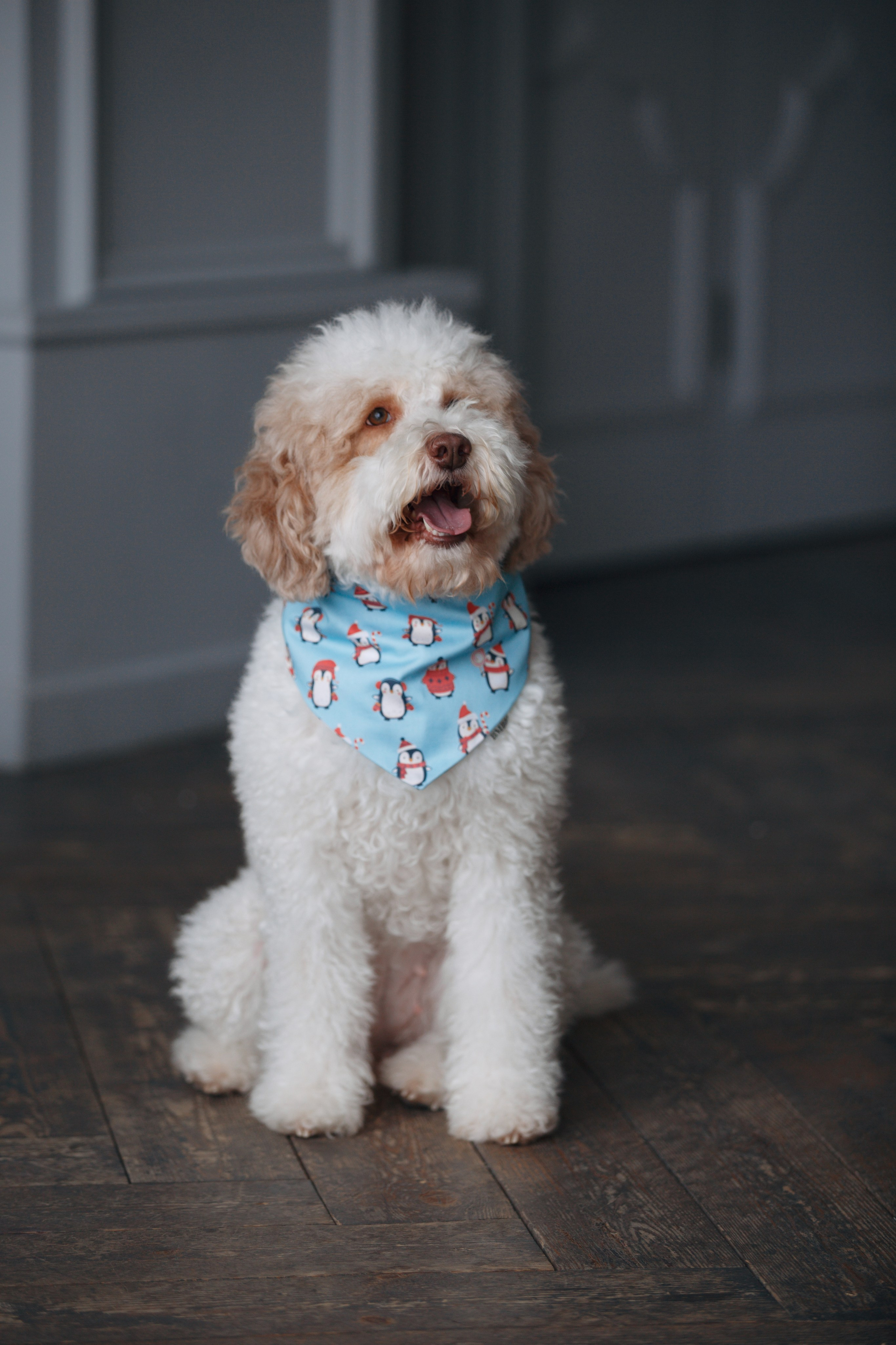 Bmbh лежанки и адресники. Фотограф анималист Кристина Карпова, Москва