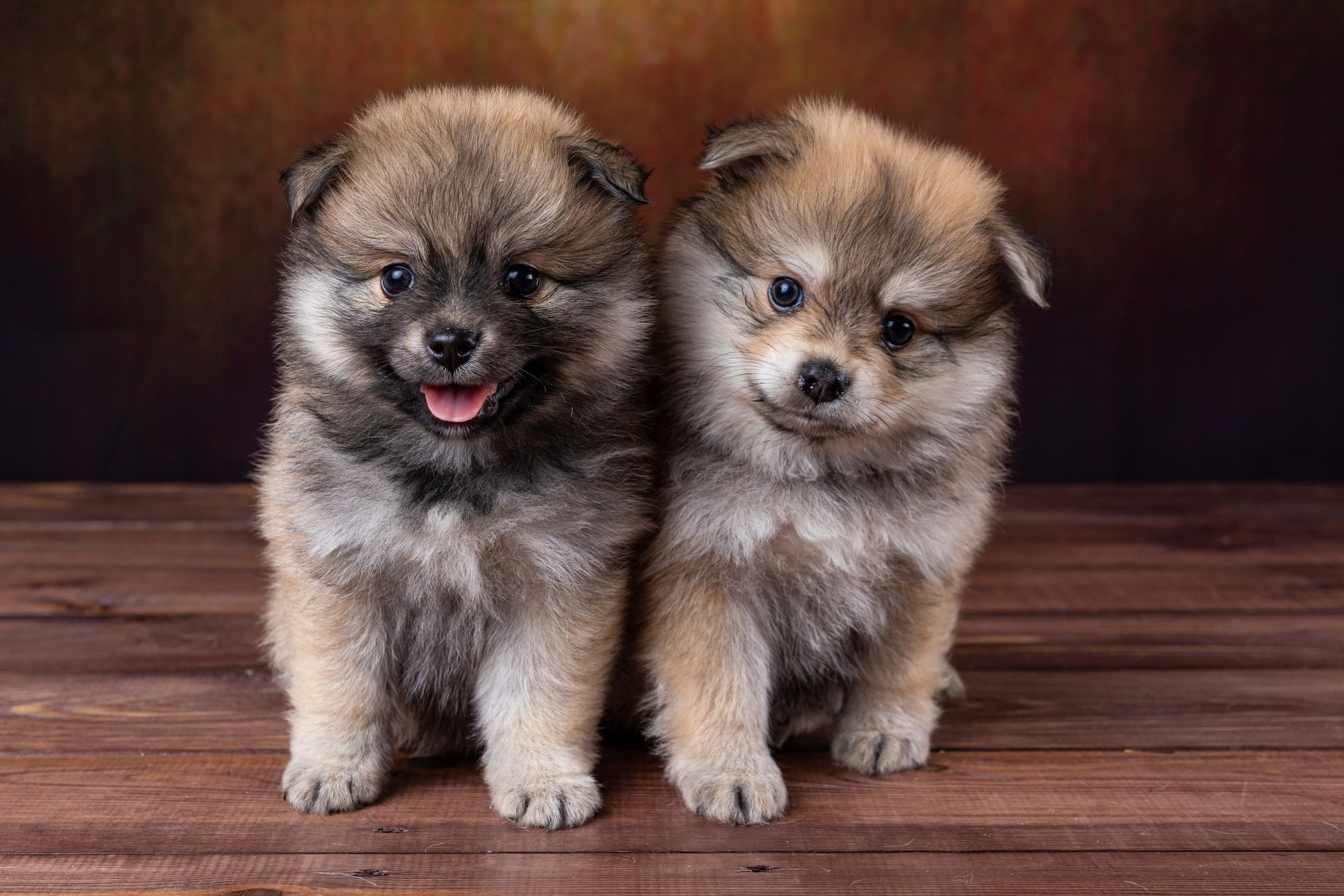 Фотографии собак и щенят. Фотограф Ирина Бобрешова. Коряжма