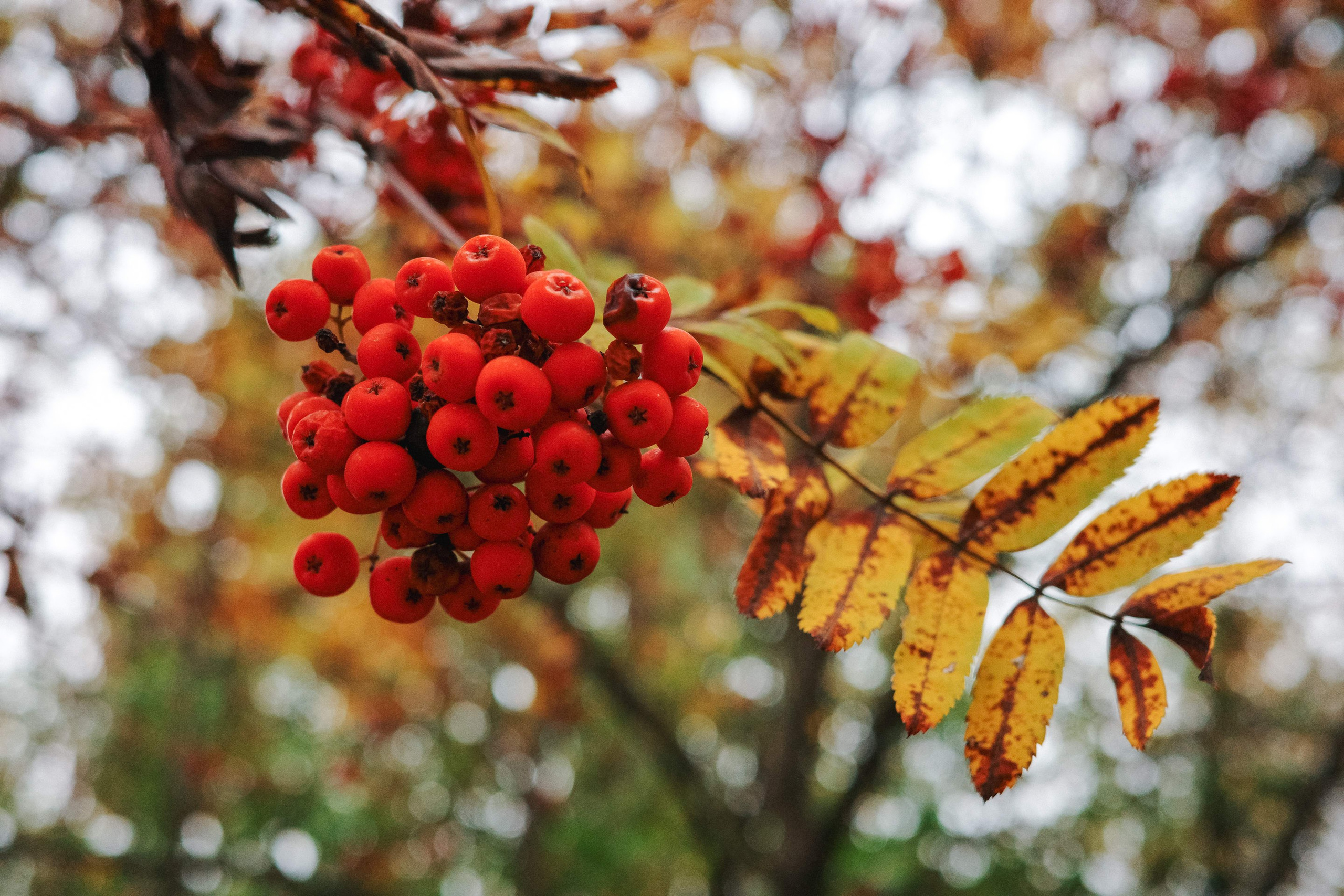 2024.10. Фотограф Алексей Алексеев