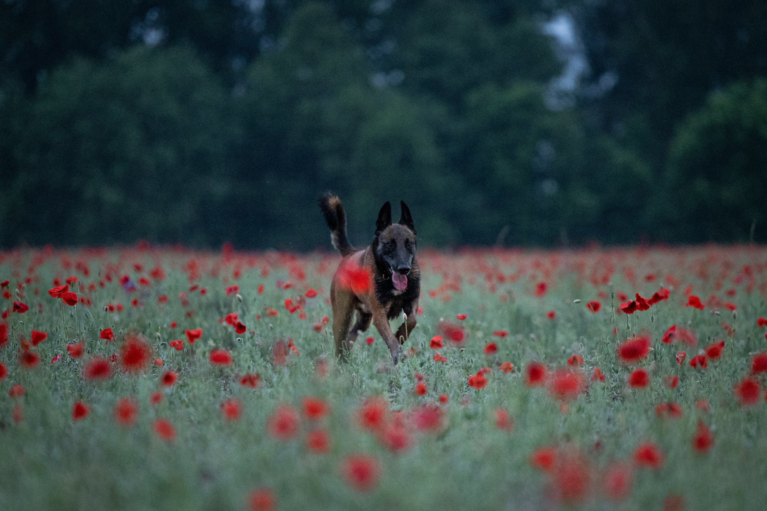 Маковое поле. Фотограф-анималист Анна Маринич