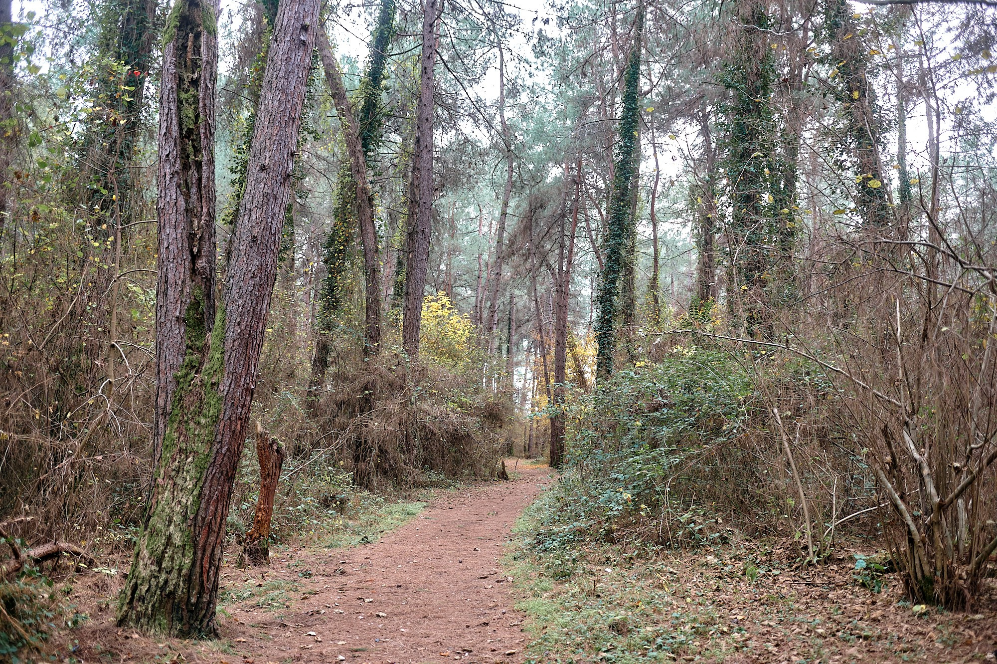 Пицунда, Абхазия. Декабрь 2024. Фотографии отовсюду и обо всем