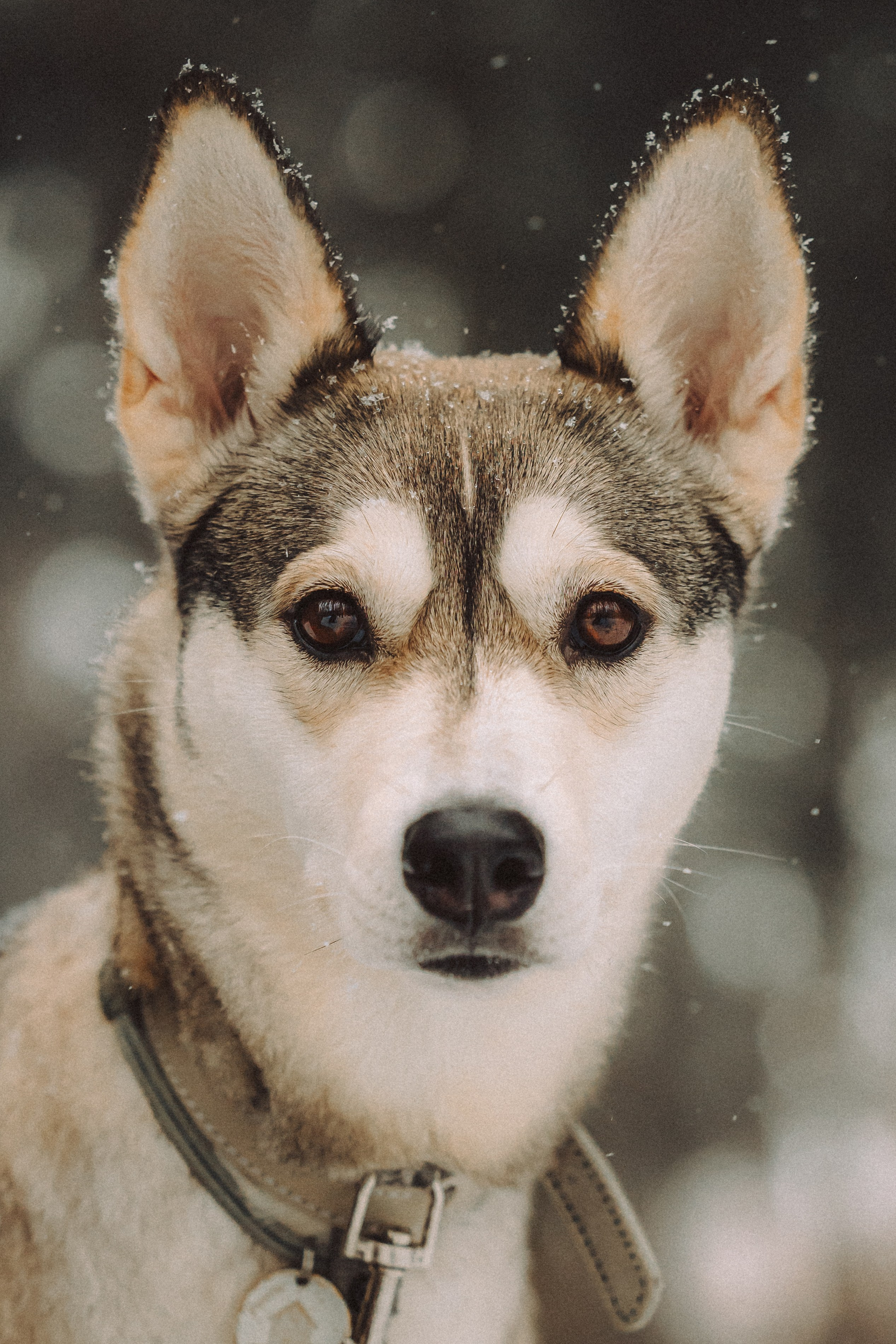 Аня и Рокси