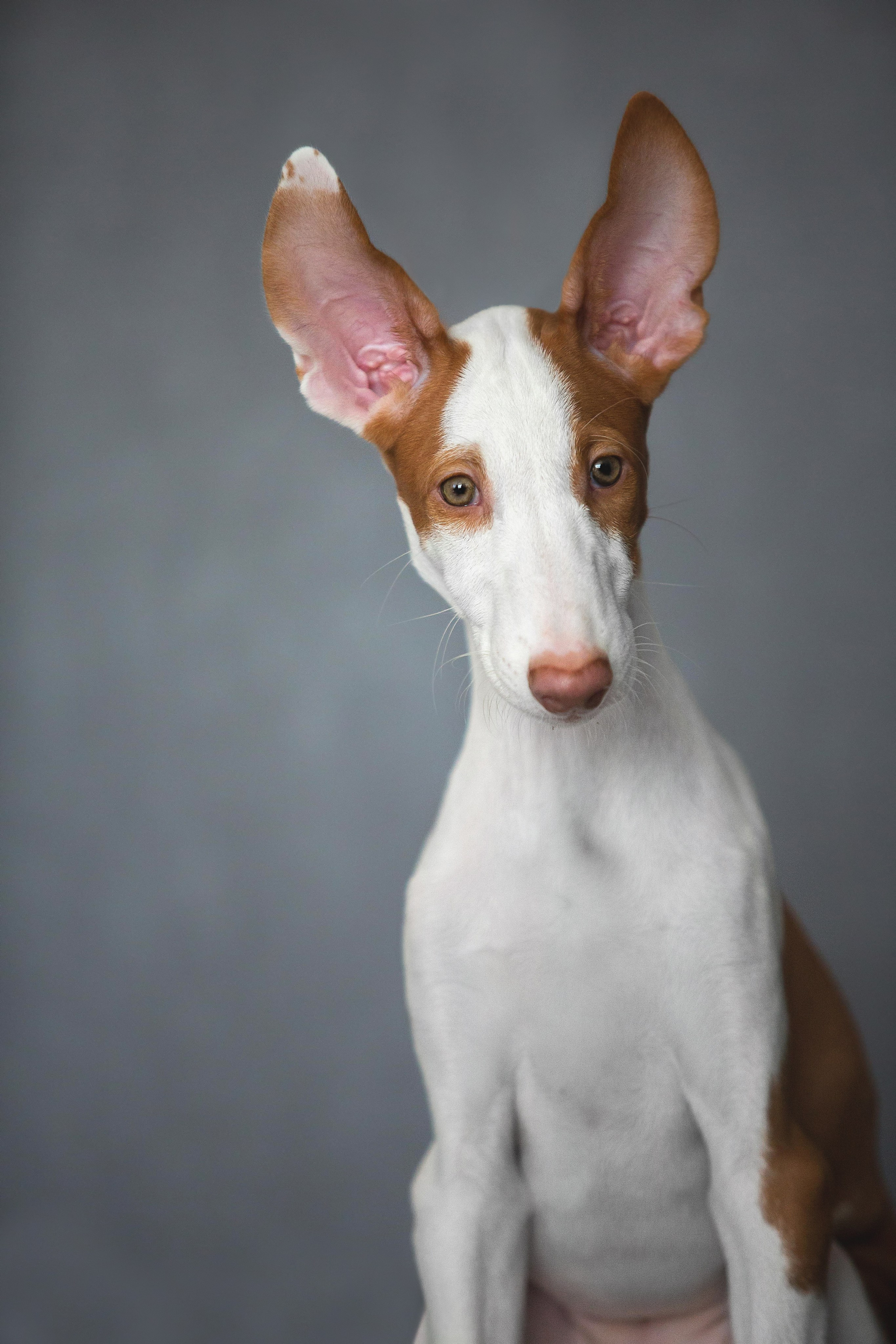 Поденко Ибиценко. Https://moshkovaphoto.ru/