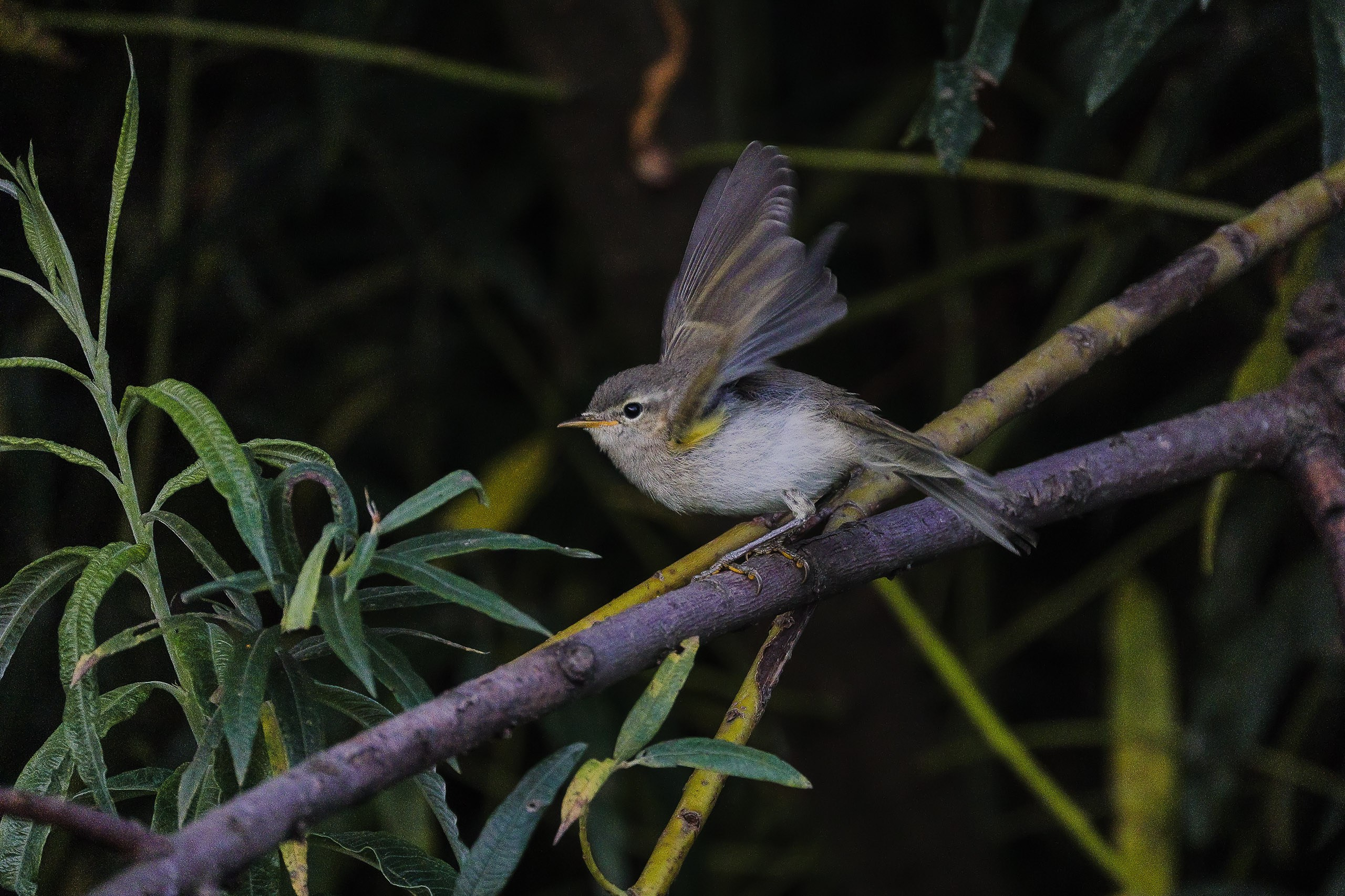 Птичка пеночка-весничка