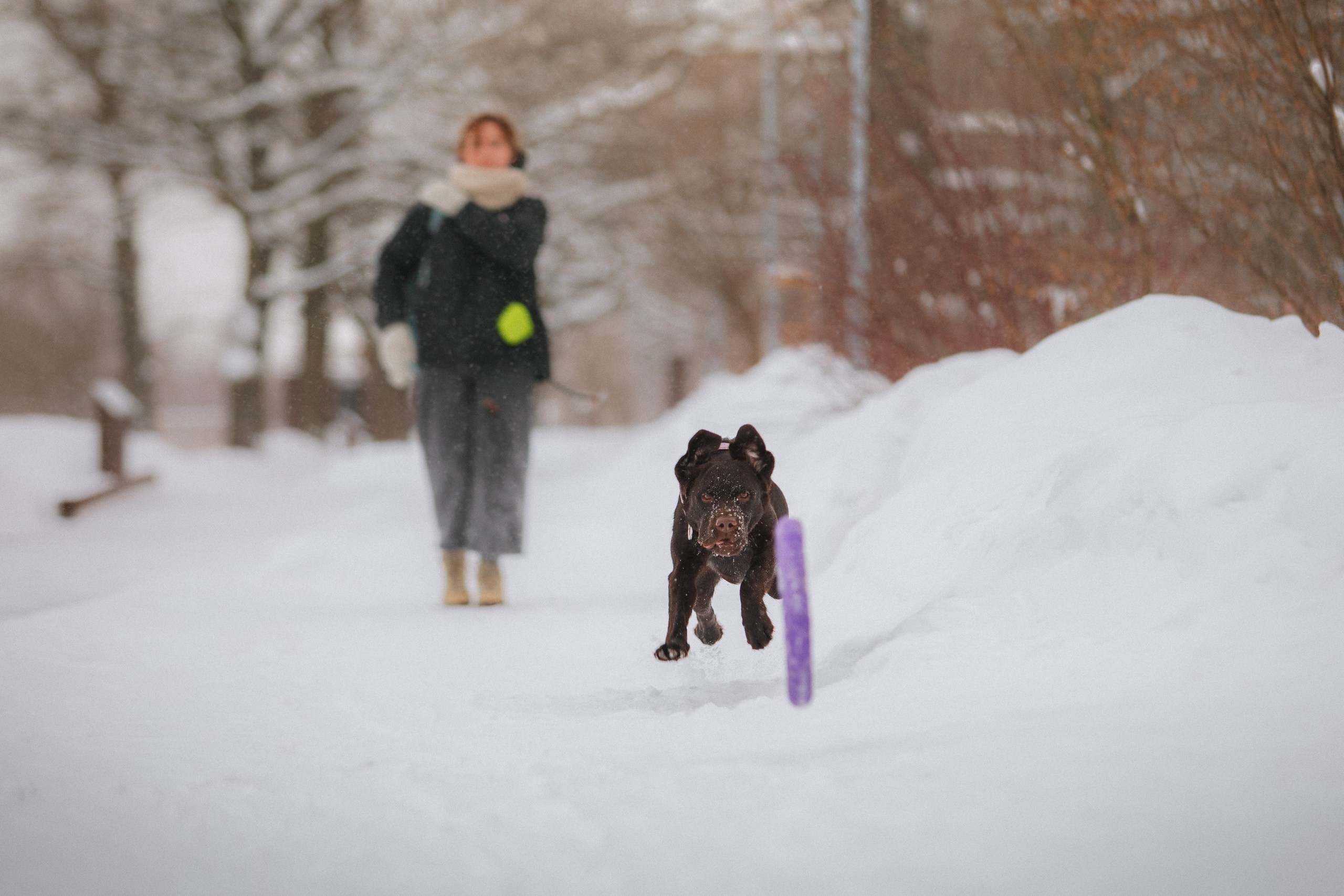 Йоло и Акира. Фотограф анималист Кузнецова Анна Нижний Новгород