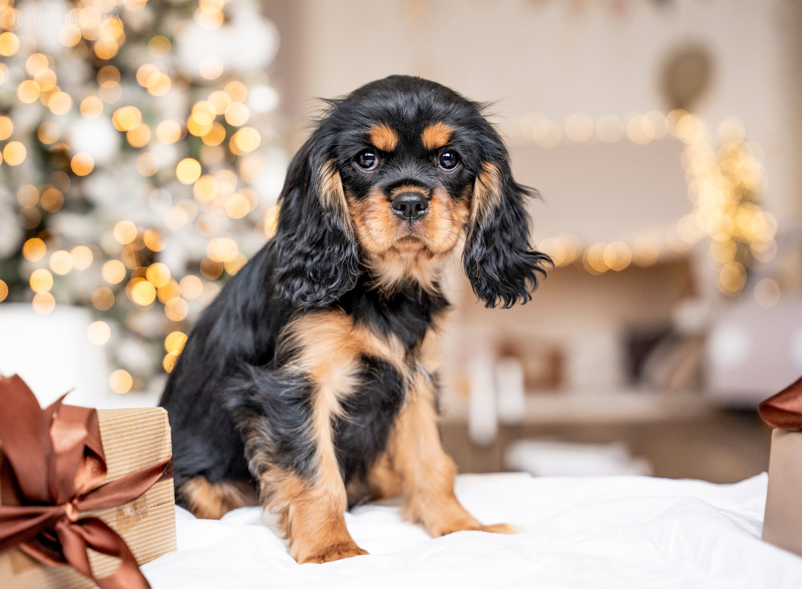 Щенки Кавалер кинг-чарльз-спаниель (Новый год). Главная