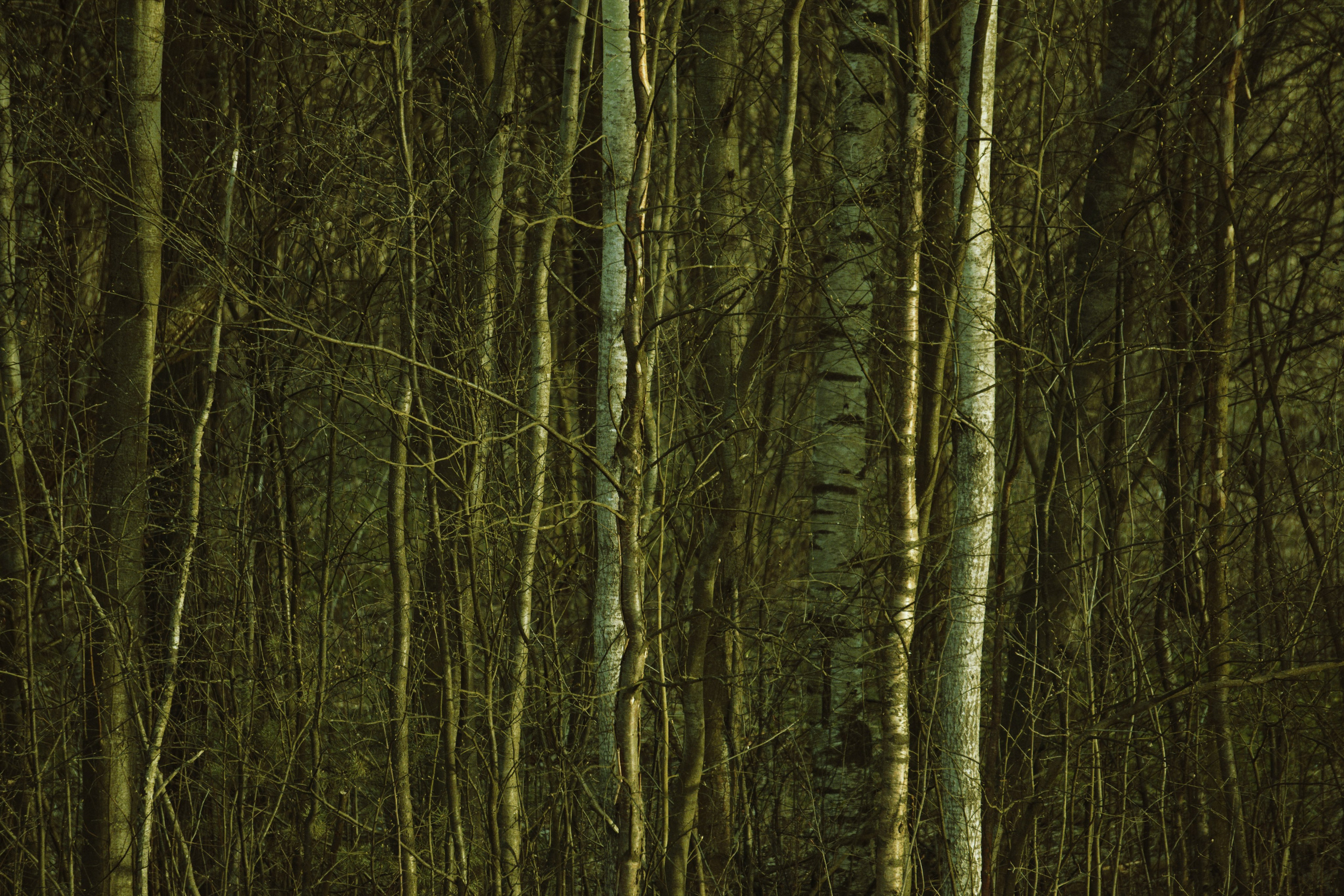 Bardo / Цветущие сны. Роман Ходырев — художник, фотограф, музыкант, эзотериолог. Санкт-Петербург, Рига