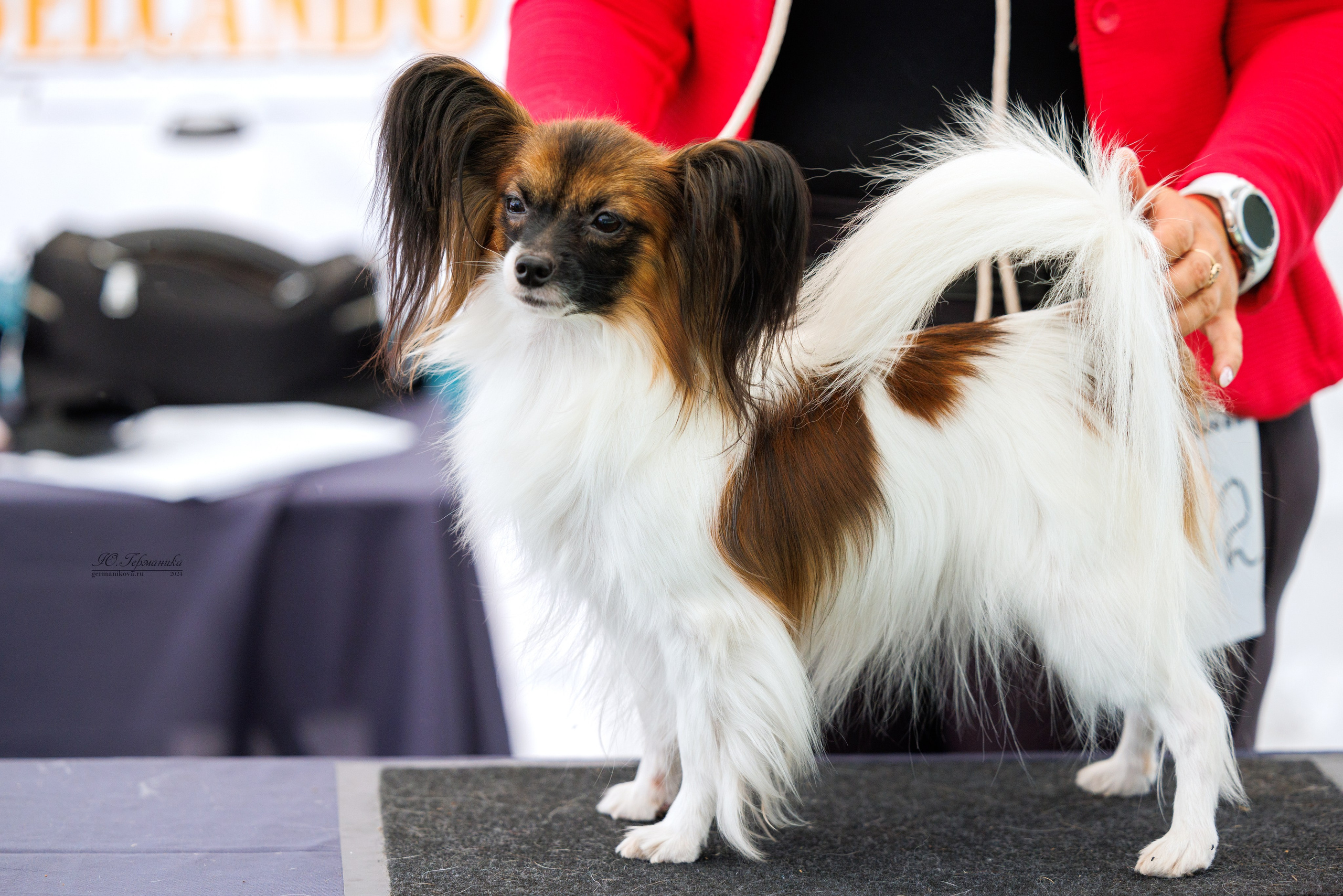 Астана 2хCACIB 17-18.08.2024. Фотограф-анималист Юлия Германика