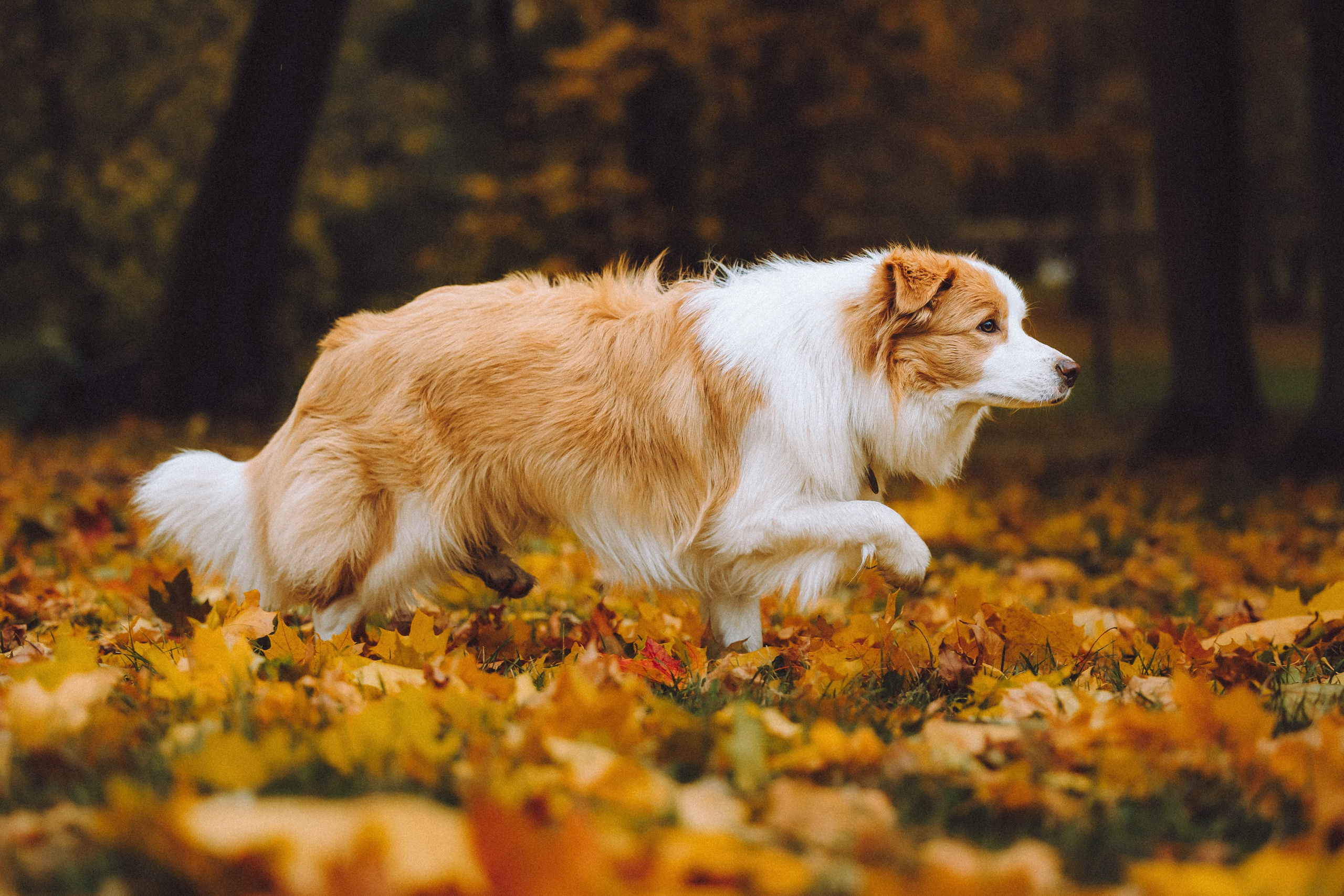 Алина, Витя и Асти