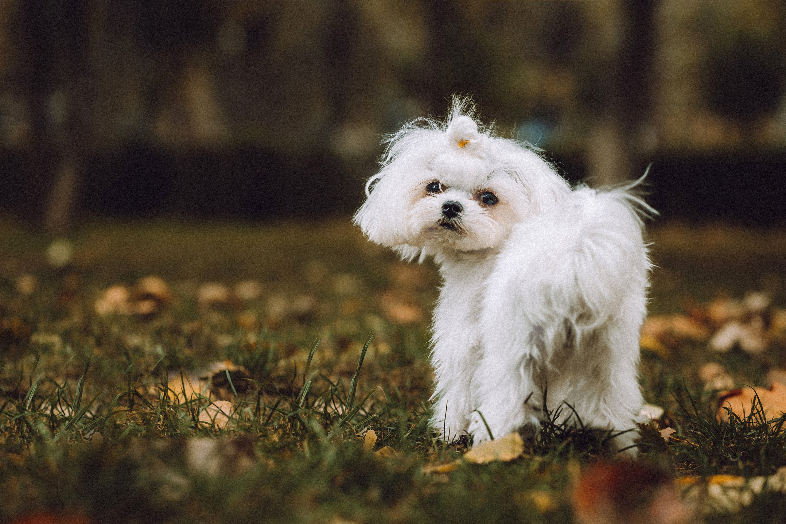 Настя и Гоша