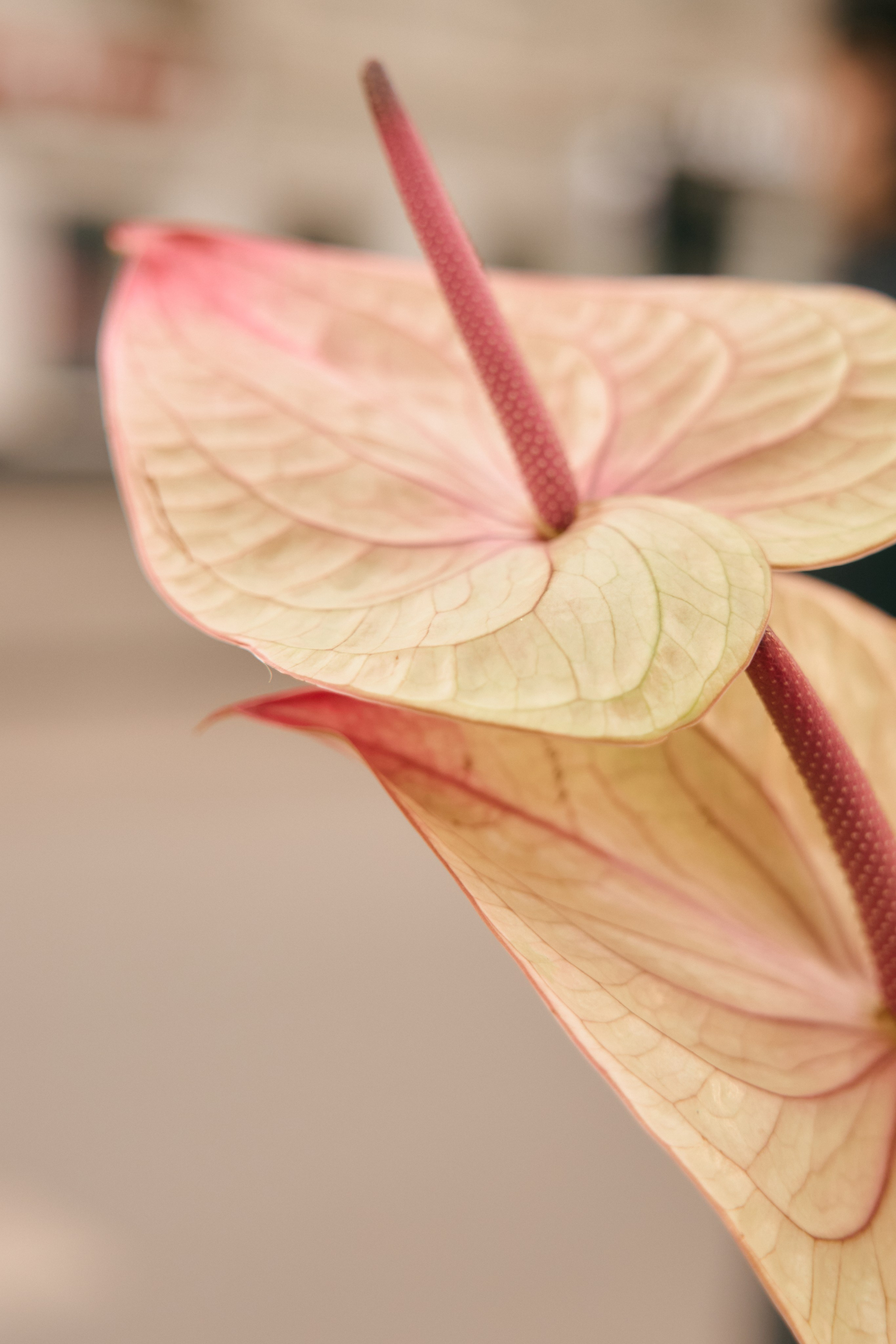 Виктория и Артем. Фотограф в Ростове-на-Дону