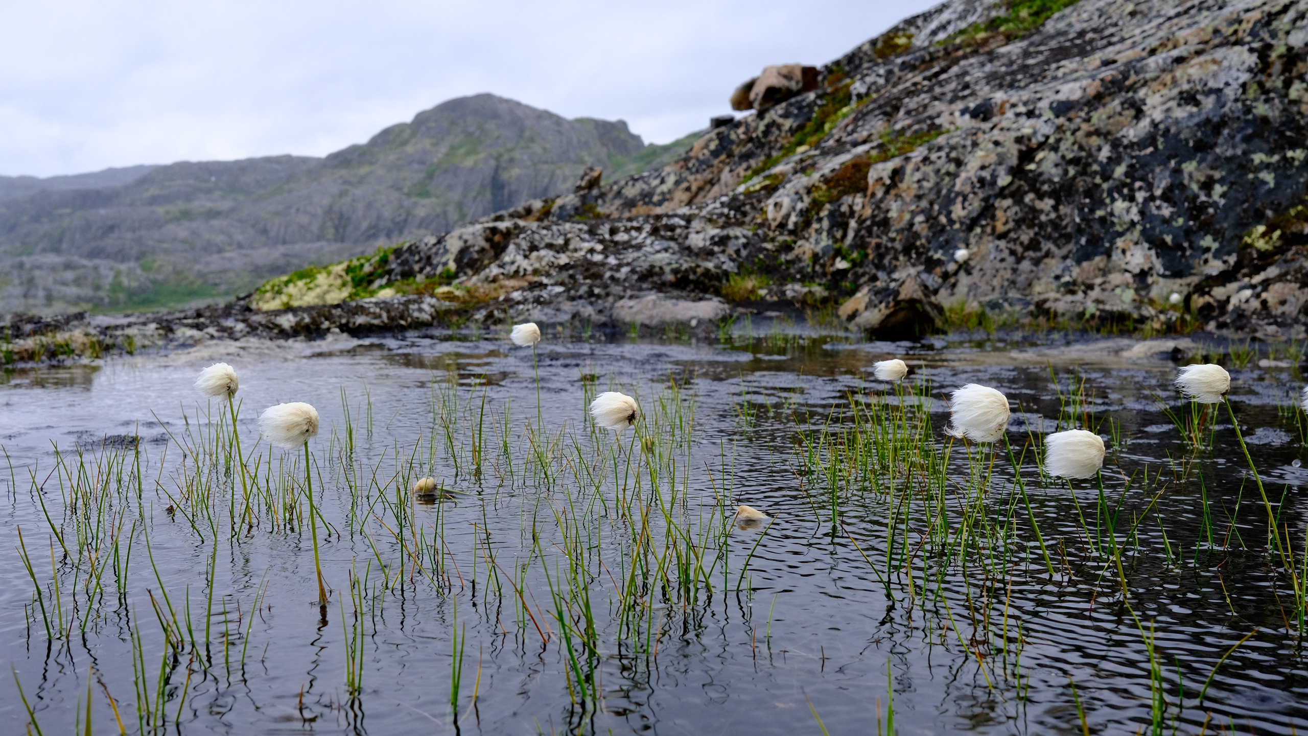 Мир растений. Пейзажи Крайнего Севера. Баренцево море, Рыбачий, Средний, Немецкий