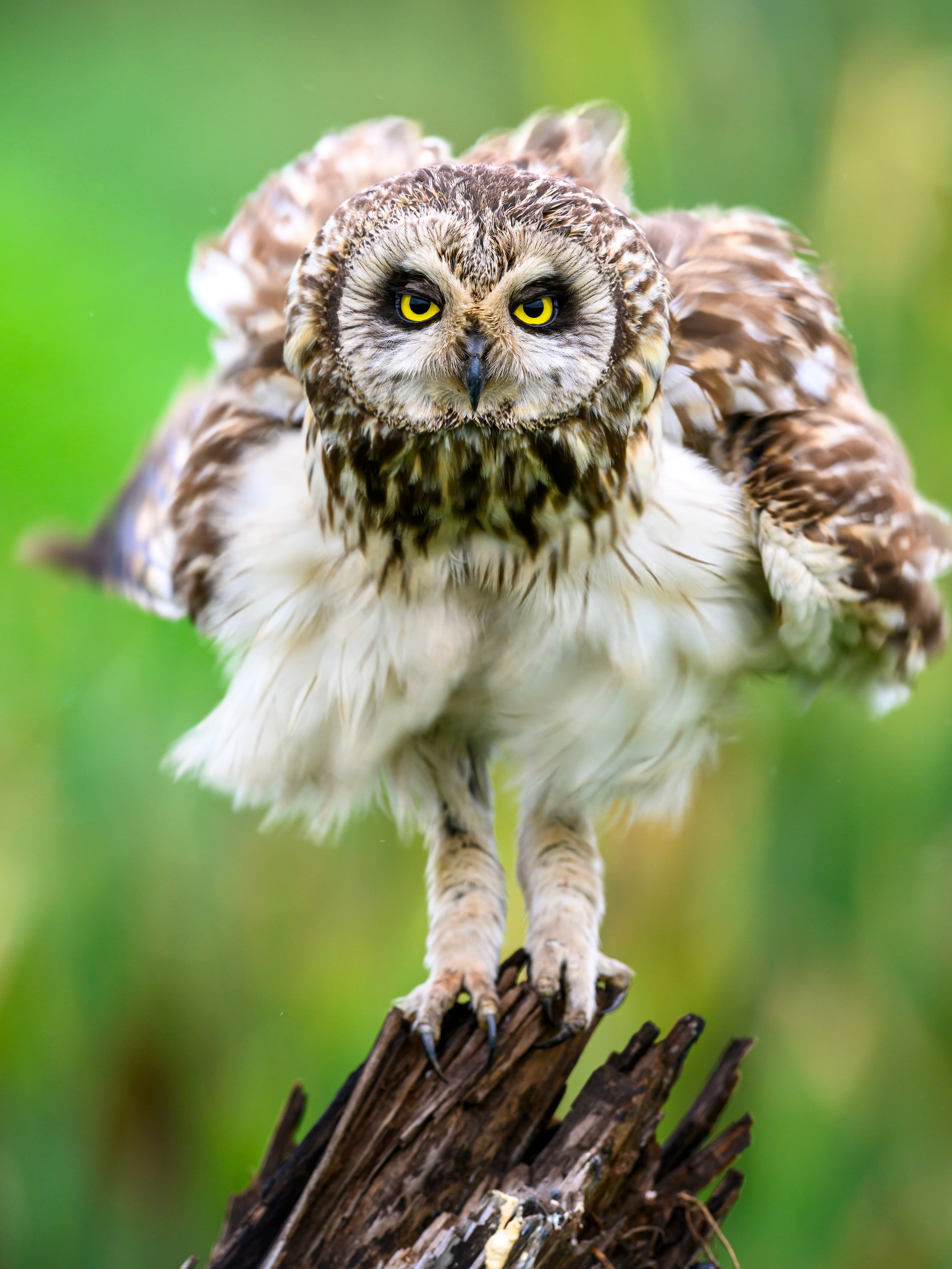 Short eared owl. Wildlife photography by Sergey Puponin