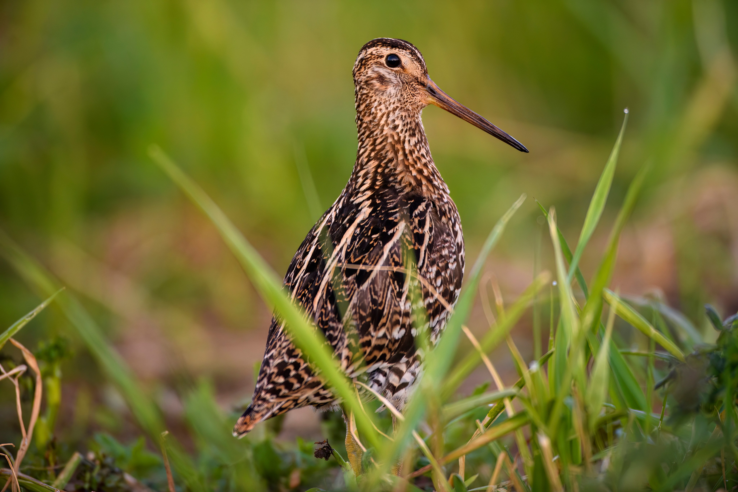 На дупелином току. Фотограф Сергей Пупонин