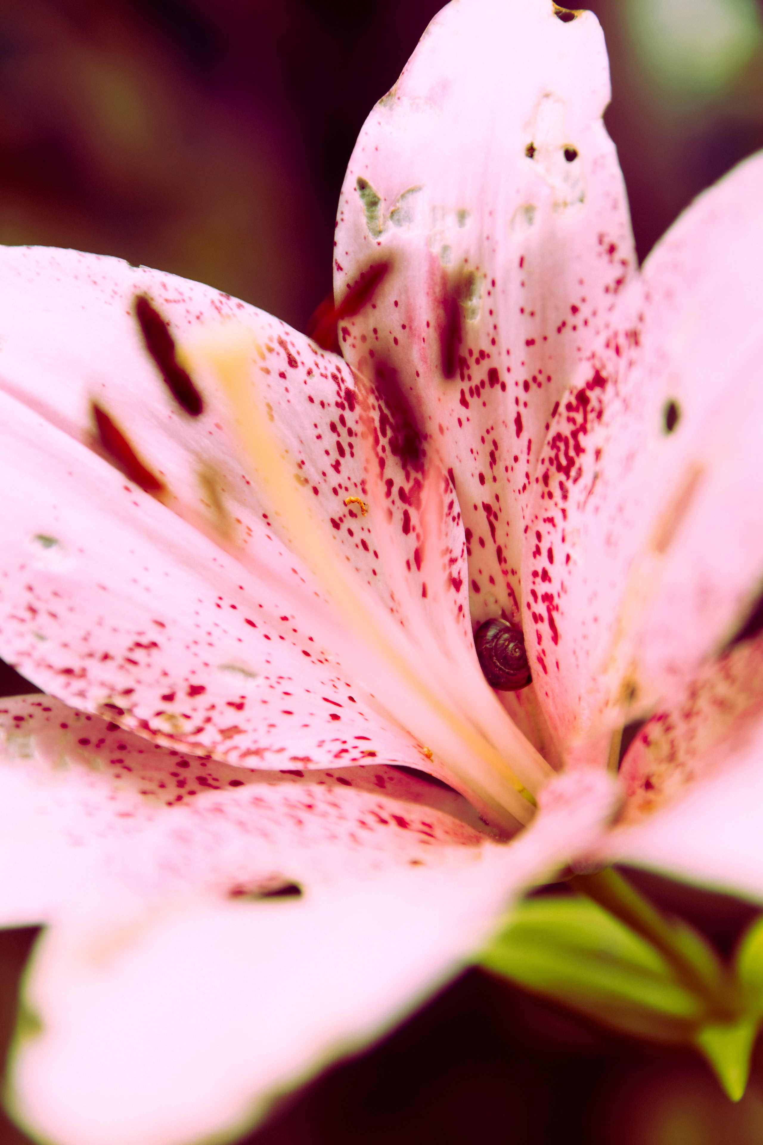 Из наблюдений. Плак или Квак