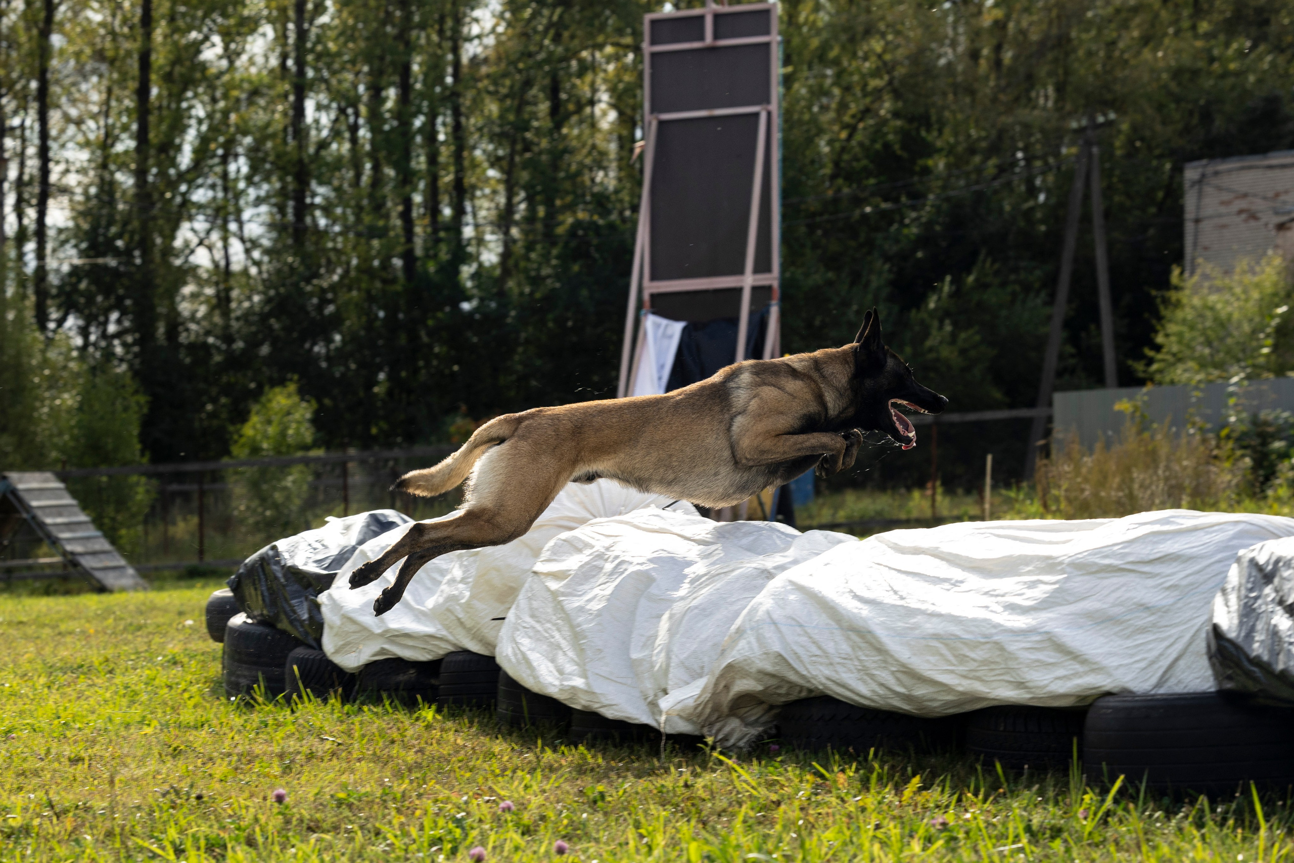 Испытания по Мондьорингу г. Пушкин. Фотограф-анималист Анна Маринич