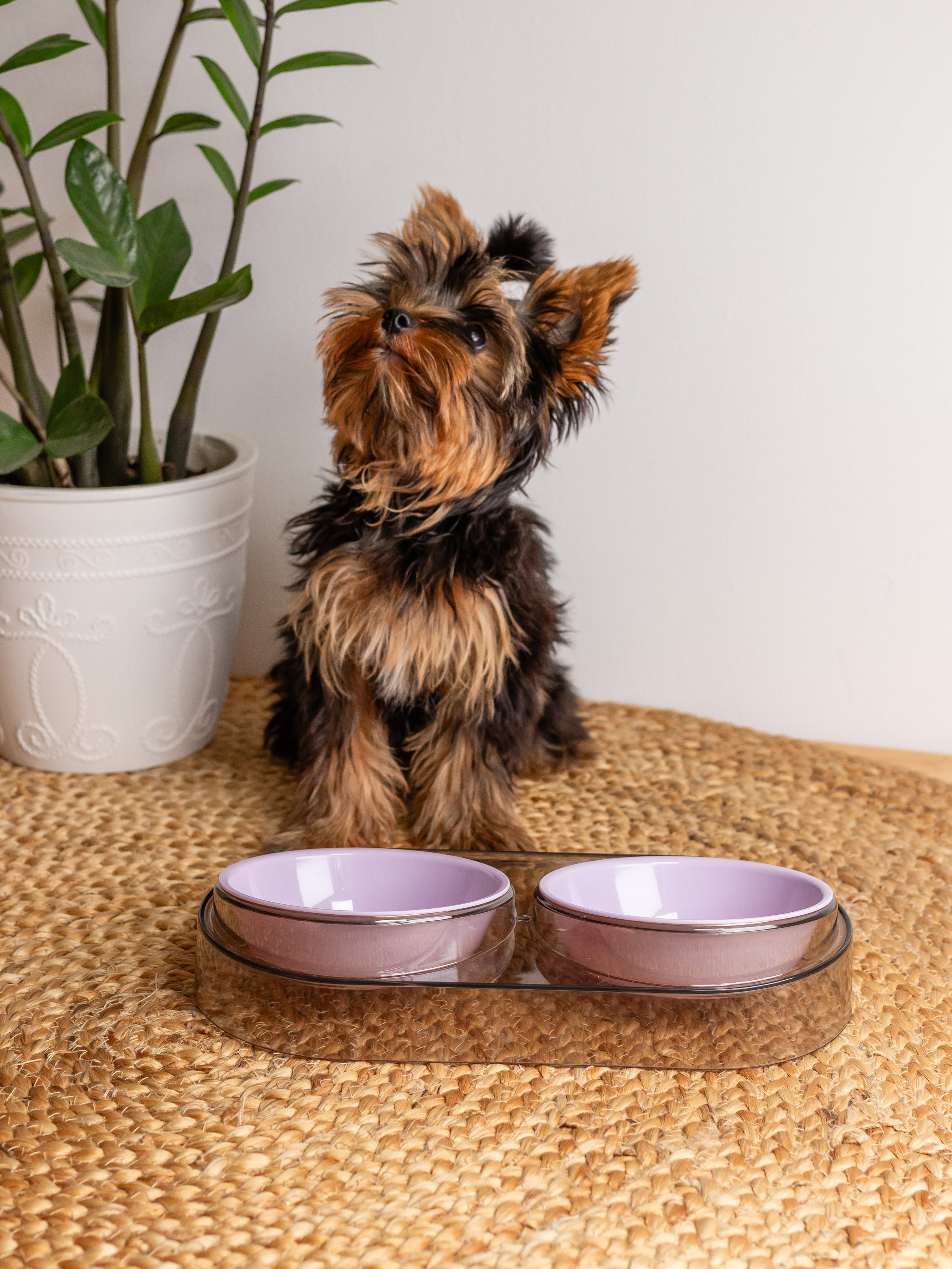 Миска для собаки. Фотограф в Краснодаре Арина Кудряшова