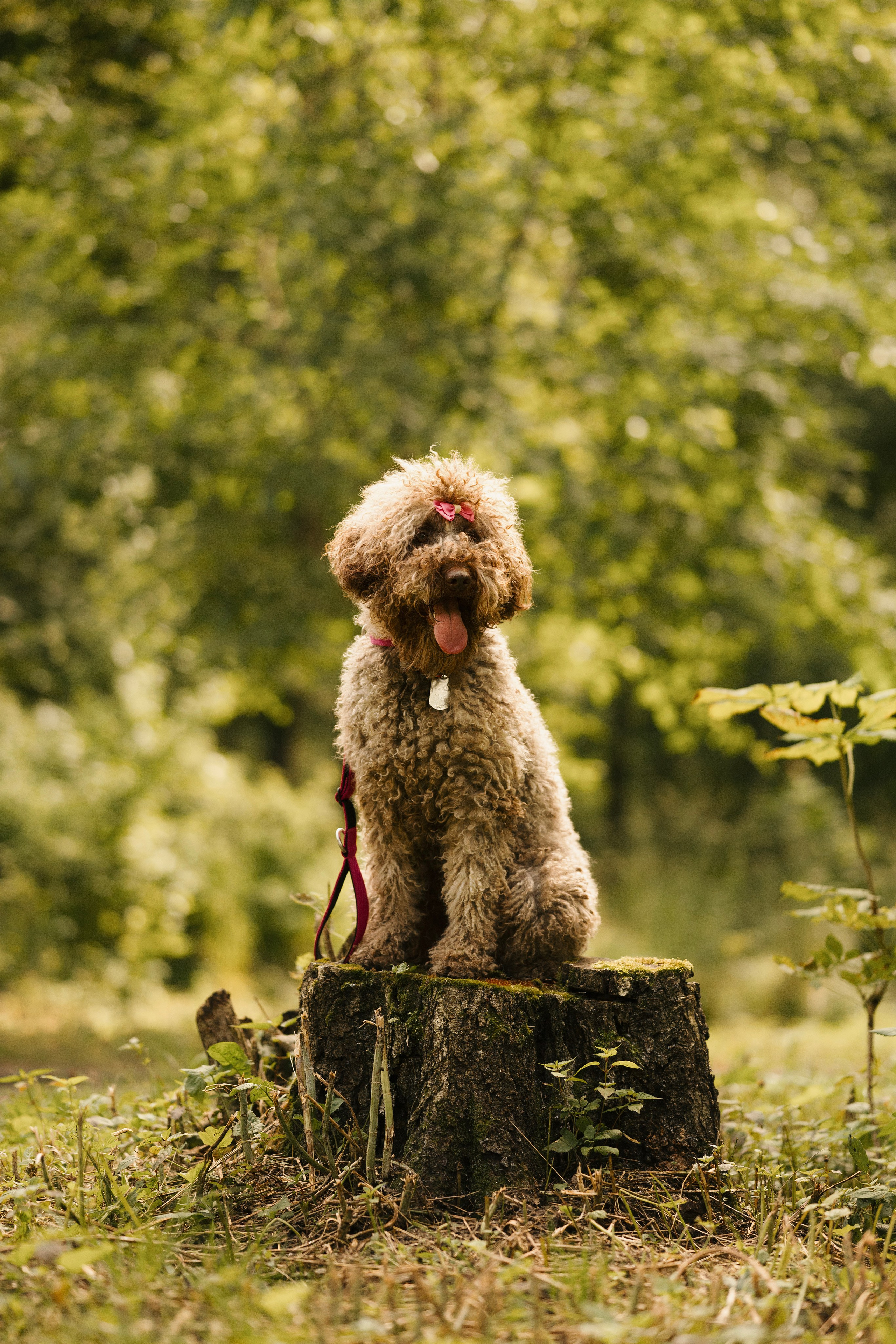 Зизи. Фотограф- анималист Александра Матвеева