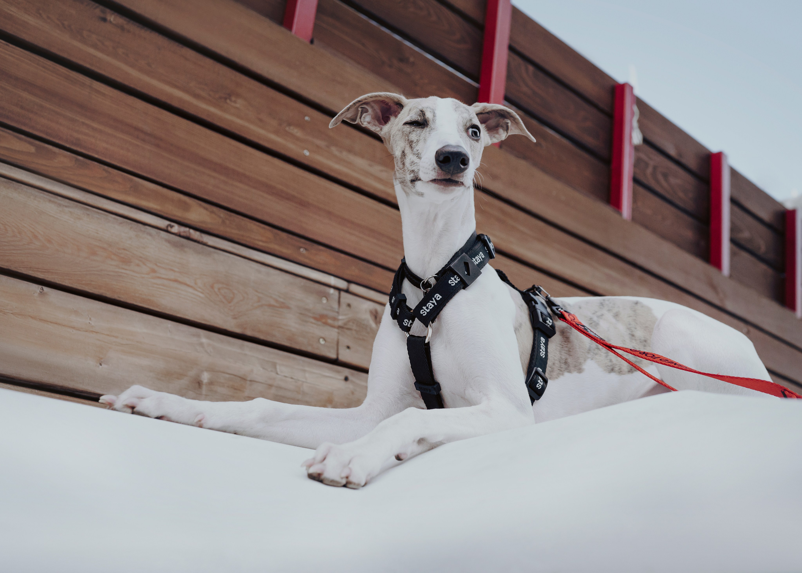 Ветка. Фотограф- анималист Александра Матвеева