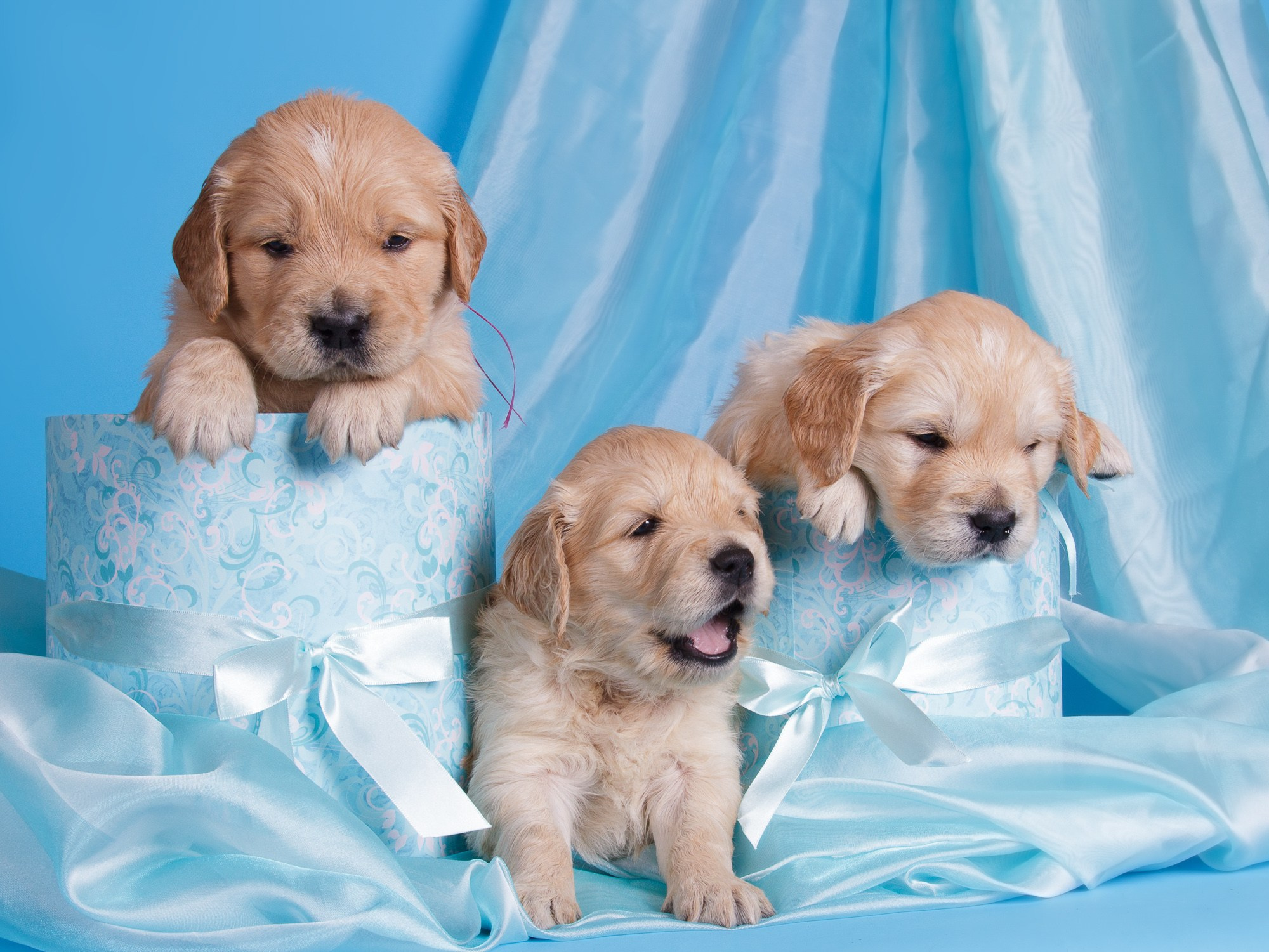 Фотосъёмки щенков. Фотограф-анималист Natalia Deingel | Фотосъемка собак в Москве