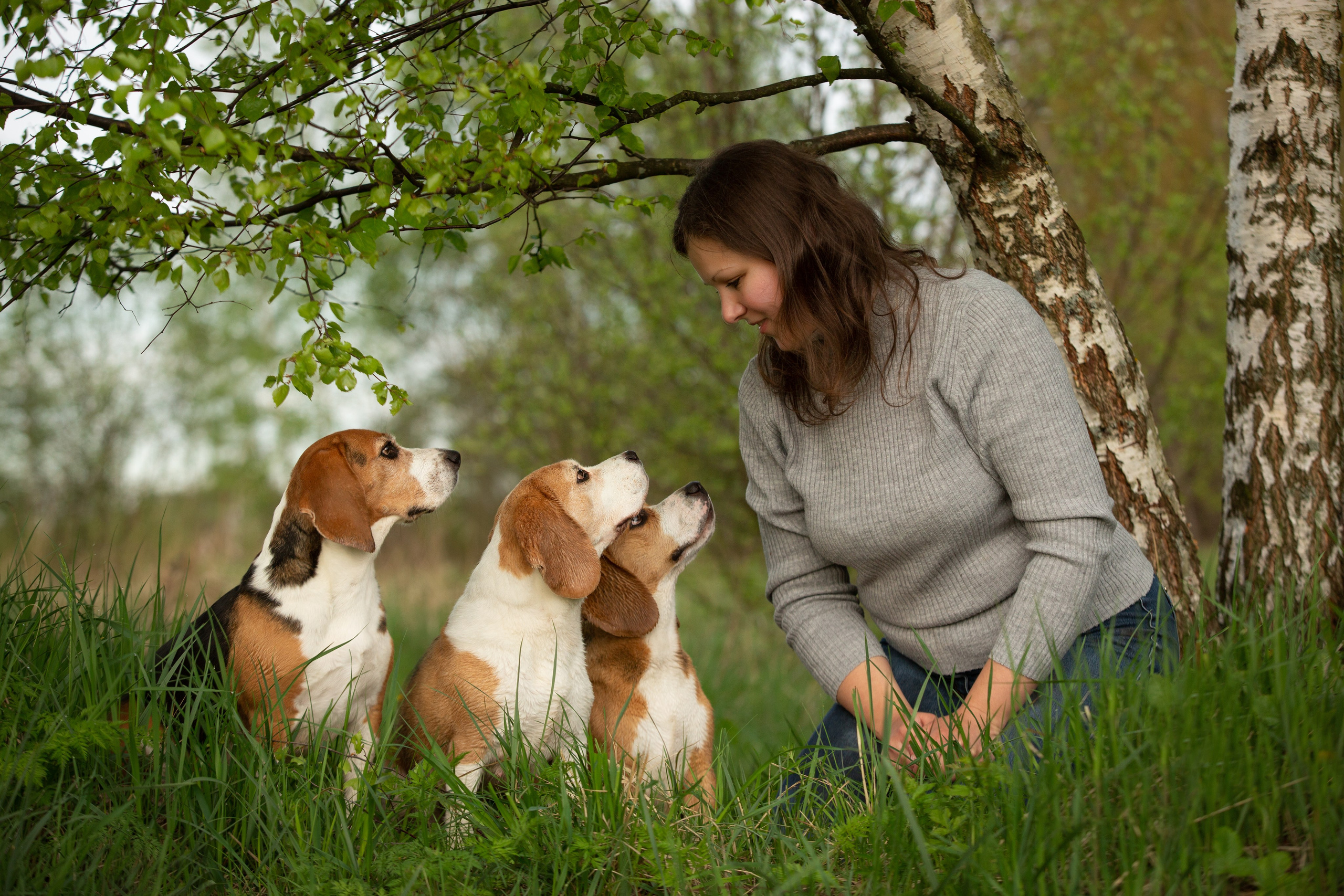 Бигли питомника КрисМэлл. Фотограф-анималист Natalia Deingel | Фотосъемка собак в Москве