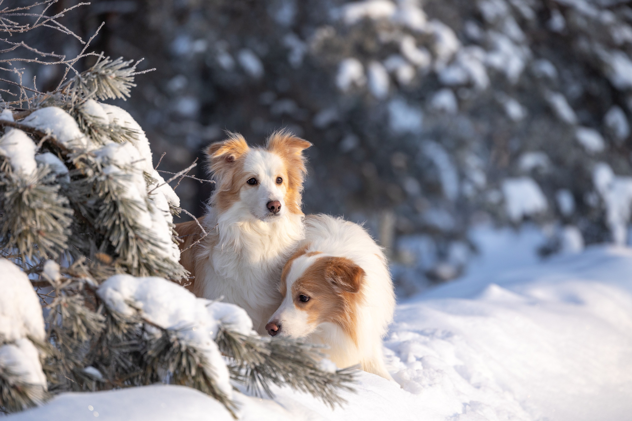 Бордер колли Прайм, Вэй и Лёля. Фотограф-анималист Natalia Deingel | Фотосъемка собак в Москве