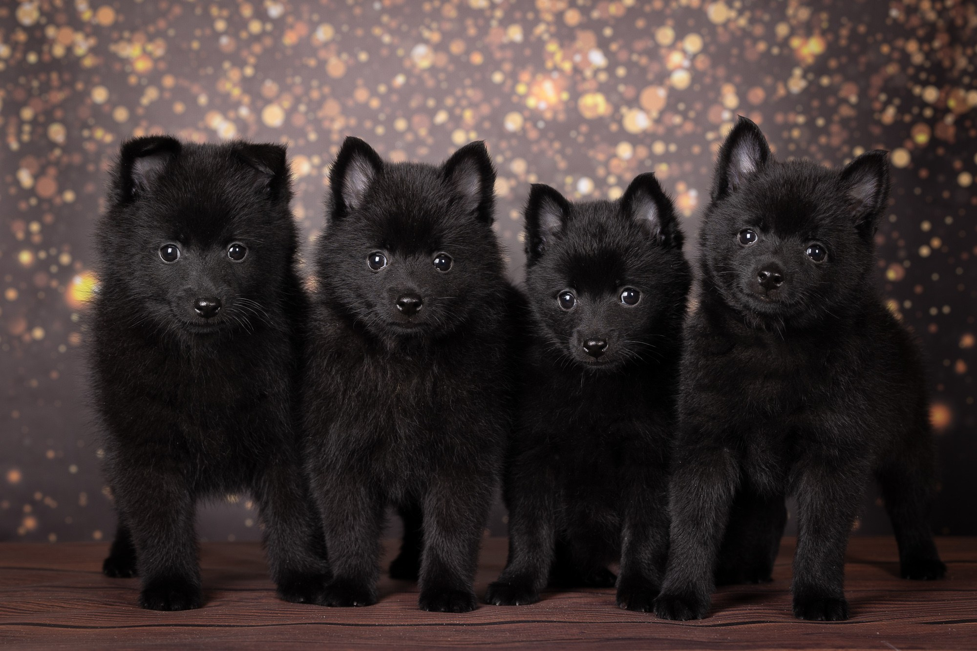 Фотосъёмки щенков. Фотограф-анималист Natalia Deingel | Фотосъемка собак в Москве