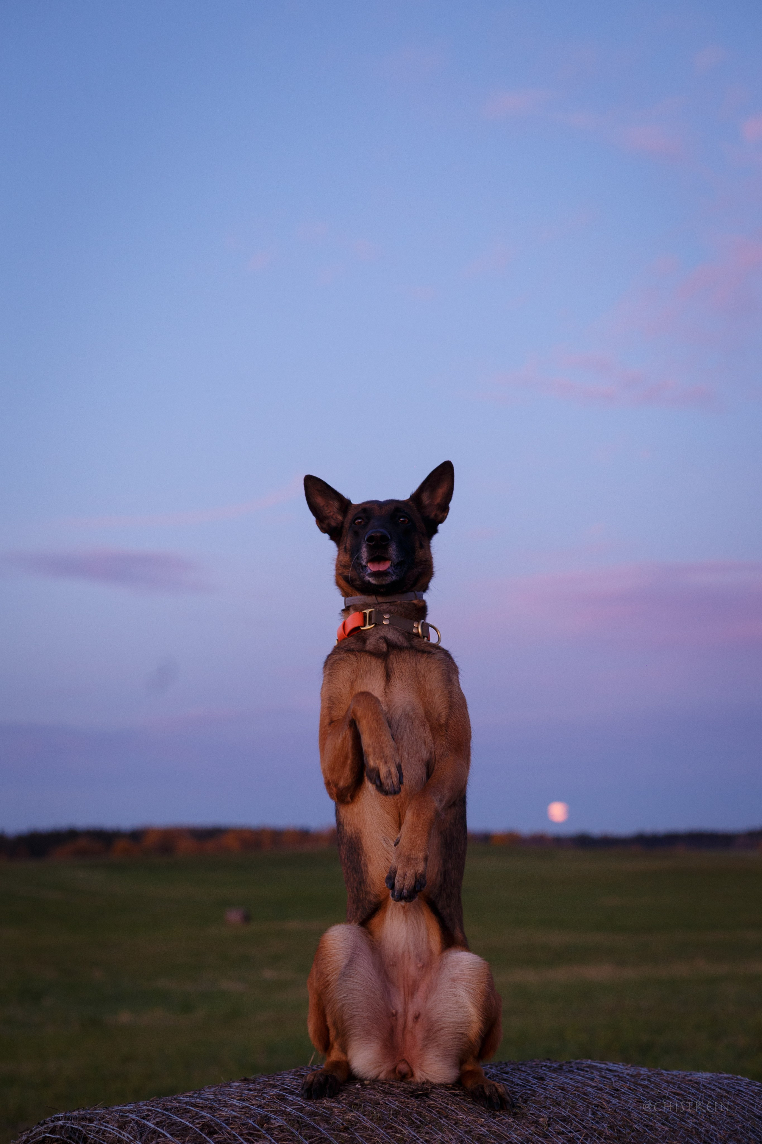 Октябрьский закат в полях. Алина и Лео. Фотограф-анималист Наталия Чистюхина в г. Сосновый Бор и ЛО