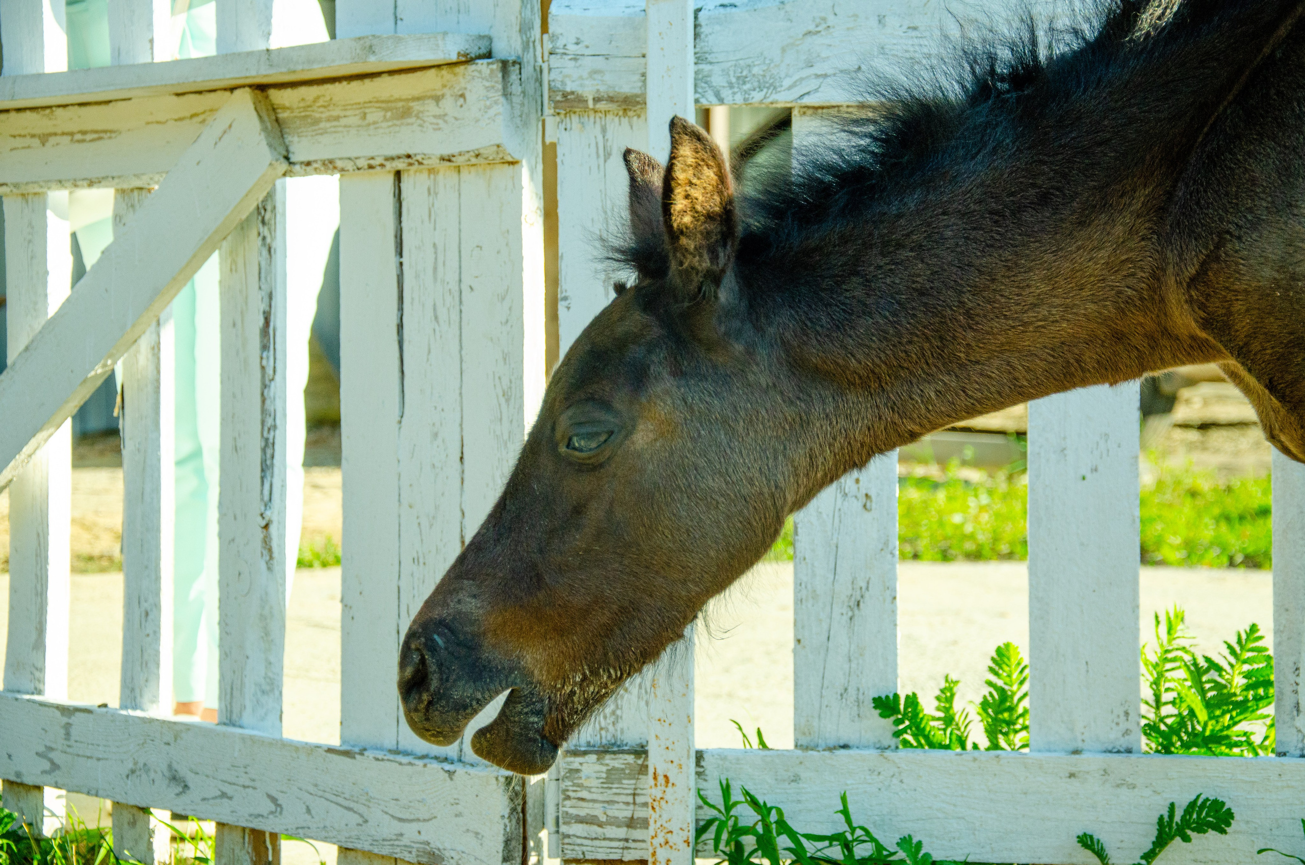 Лошади. Мультифотограф Виктория Лихоманова