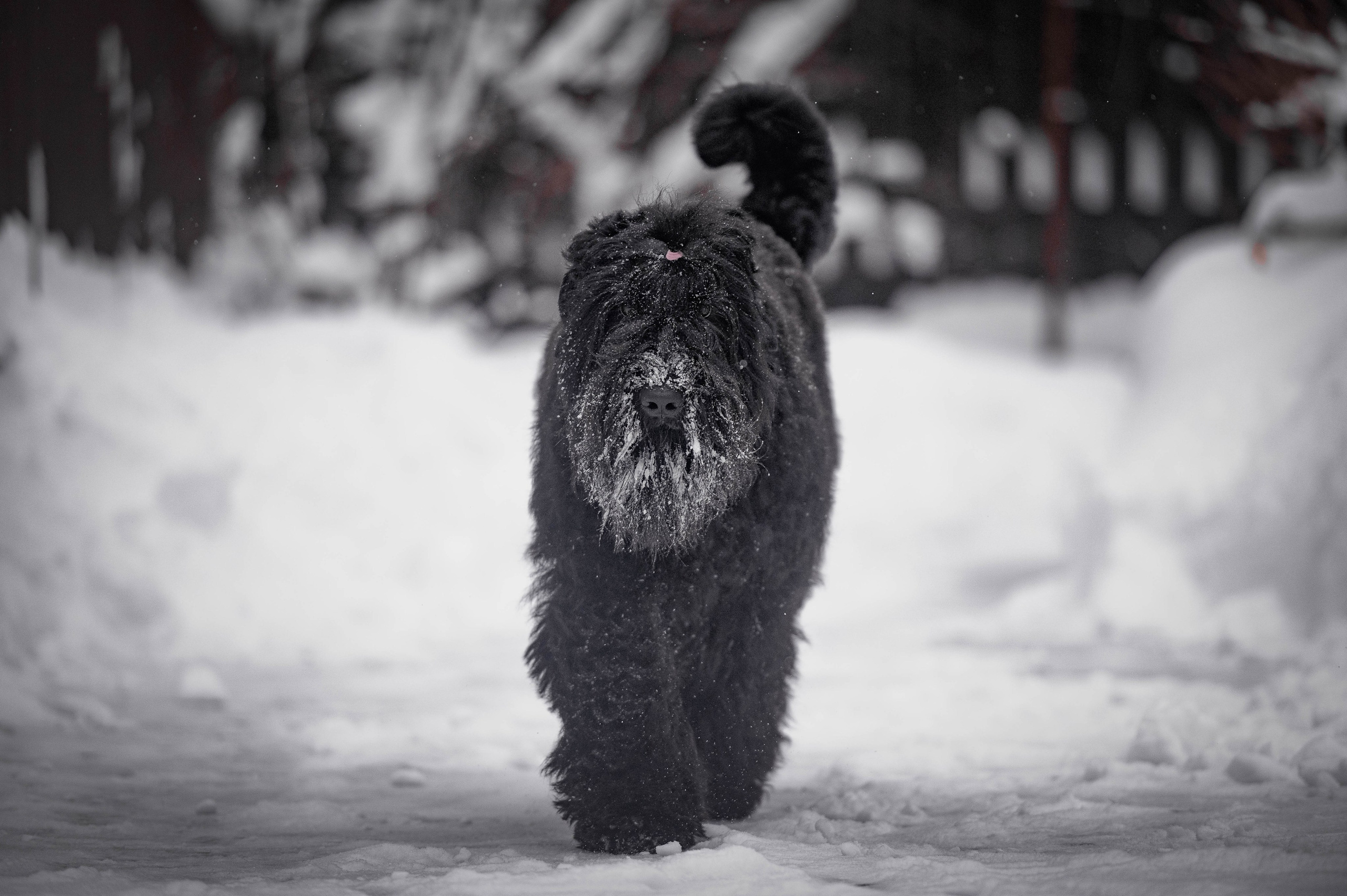 Вольт. Фотограф-анималист