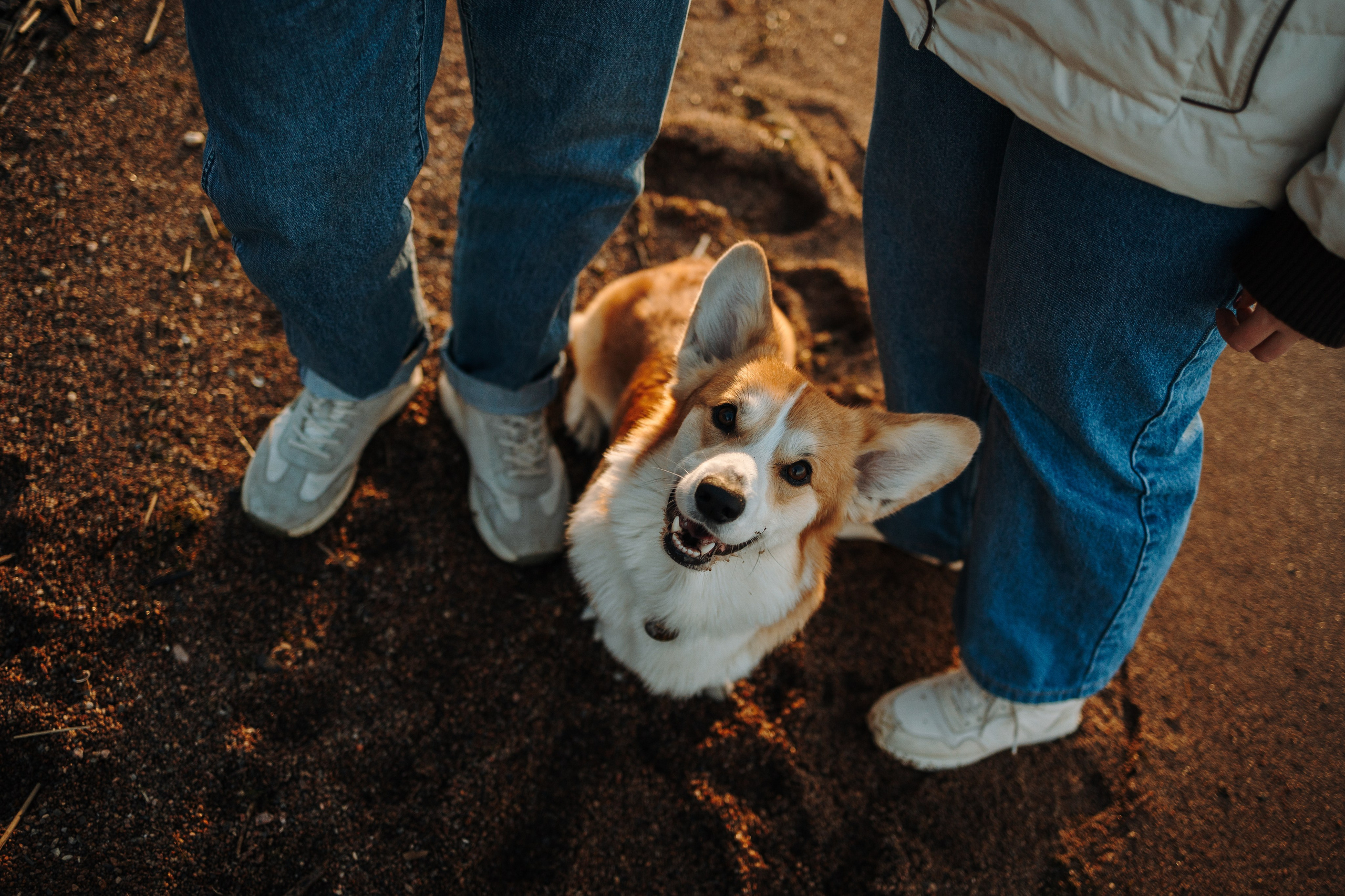 Найт и его семья. Фотограф — Анималист | Санкт-Петербург