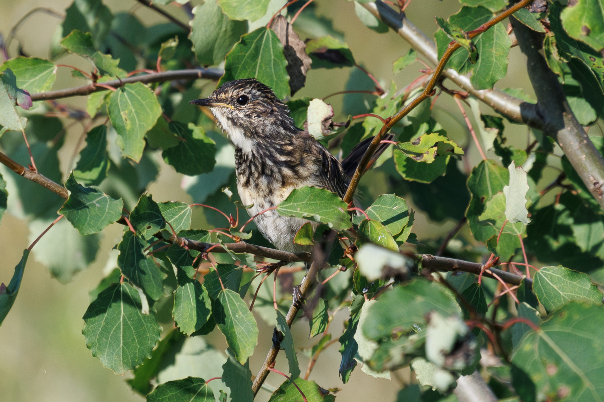 Птицы Москворецкого пойменного заказника. Птицы парков г. Люберцы