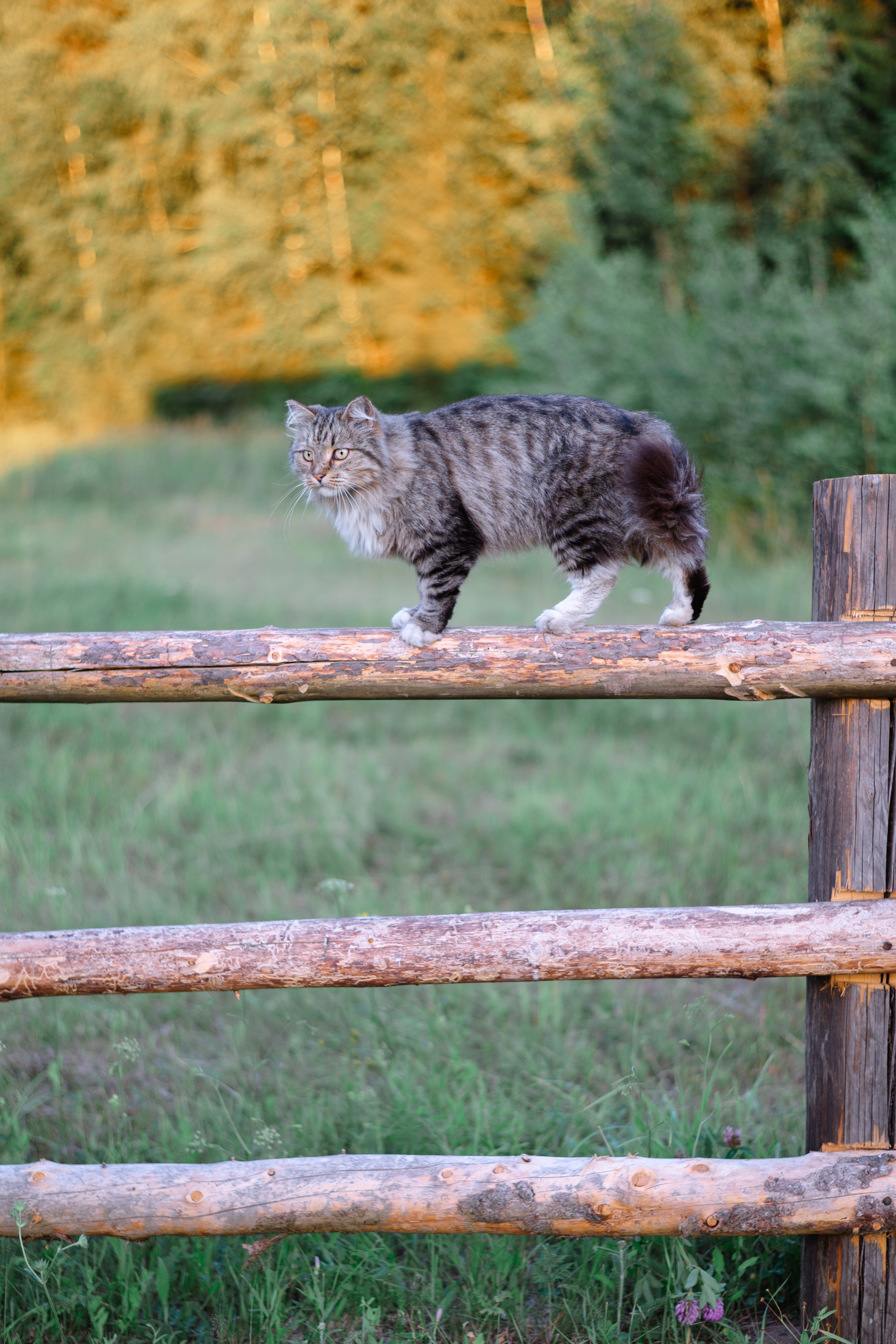 Фотосессия беременности в деревенском стиле. Фотограф в Кирове Инна Софронова