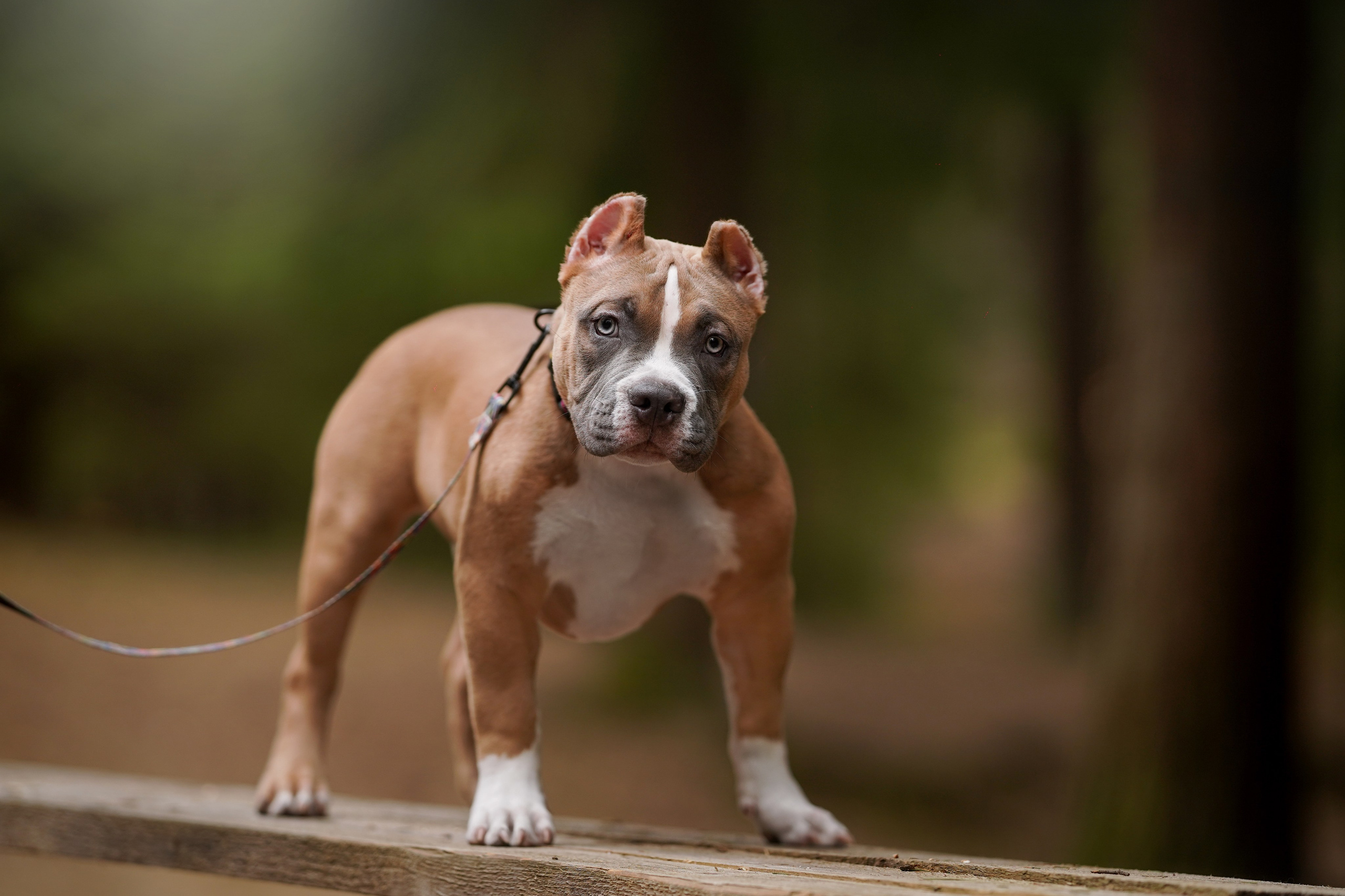 Щенки булли. Фотограф-анималист в Санкт-Петербурге Яна Мартынова