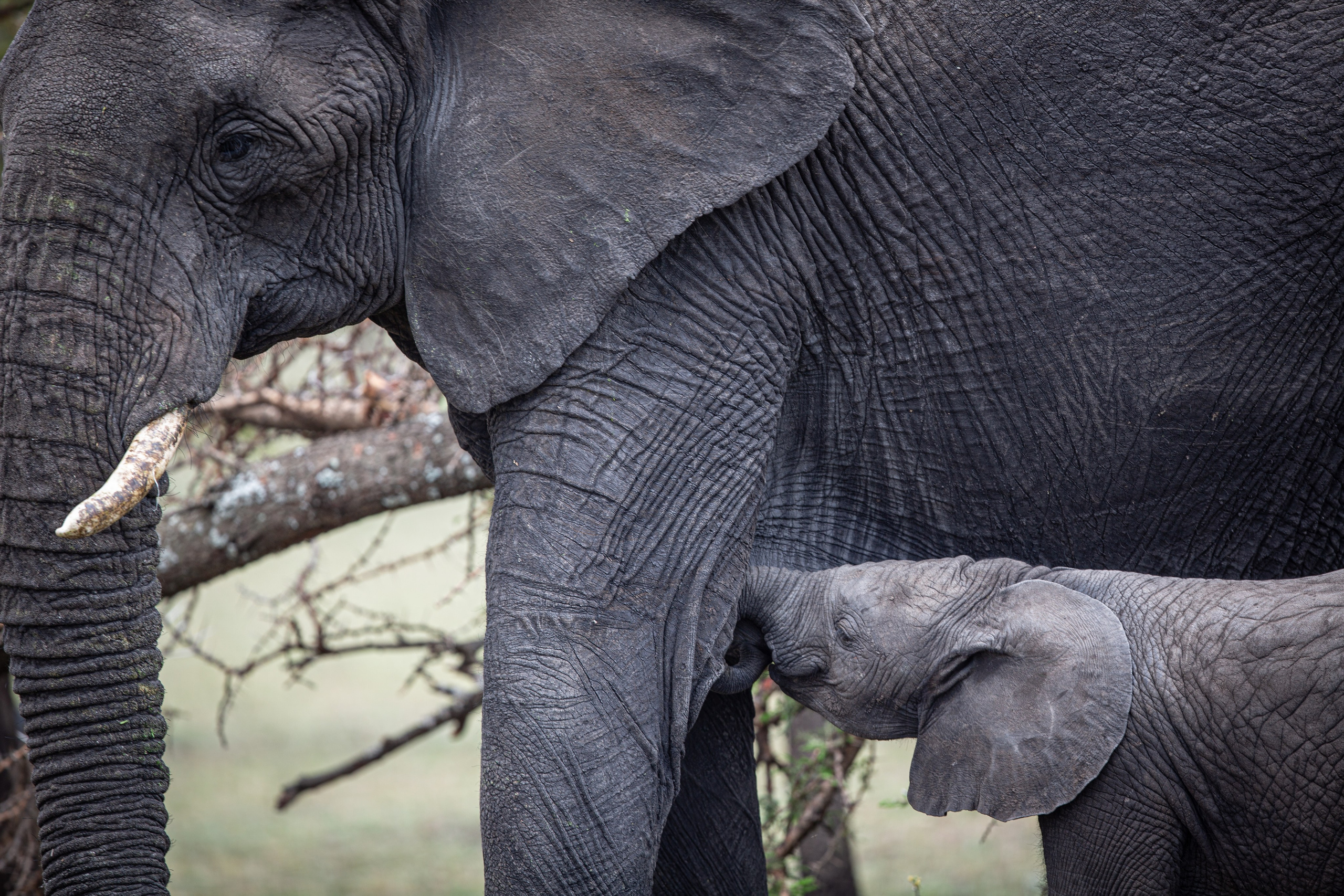 Танзания. Добродеева Алла фотограф, Москва