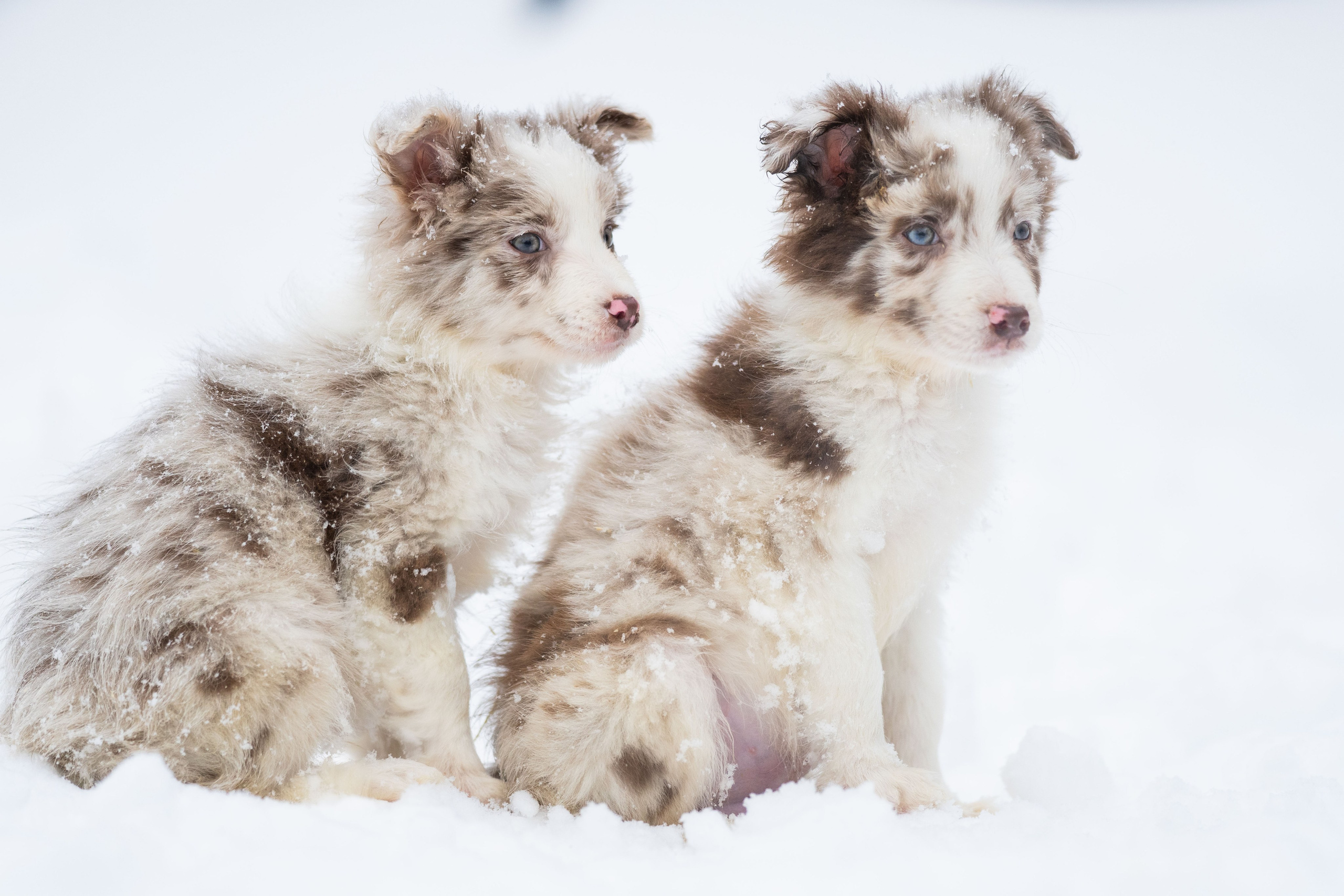 Фритсвит. Семейный фотограф Ефремова Виктория