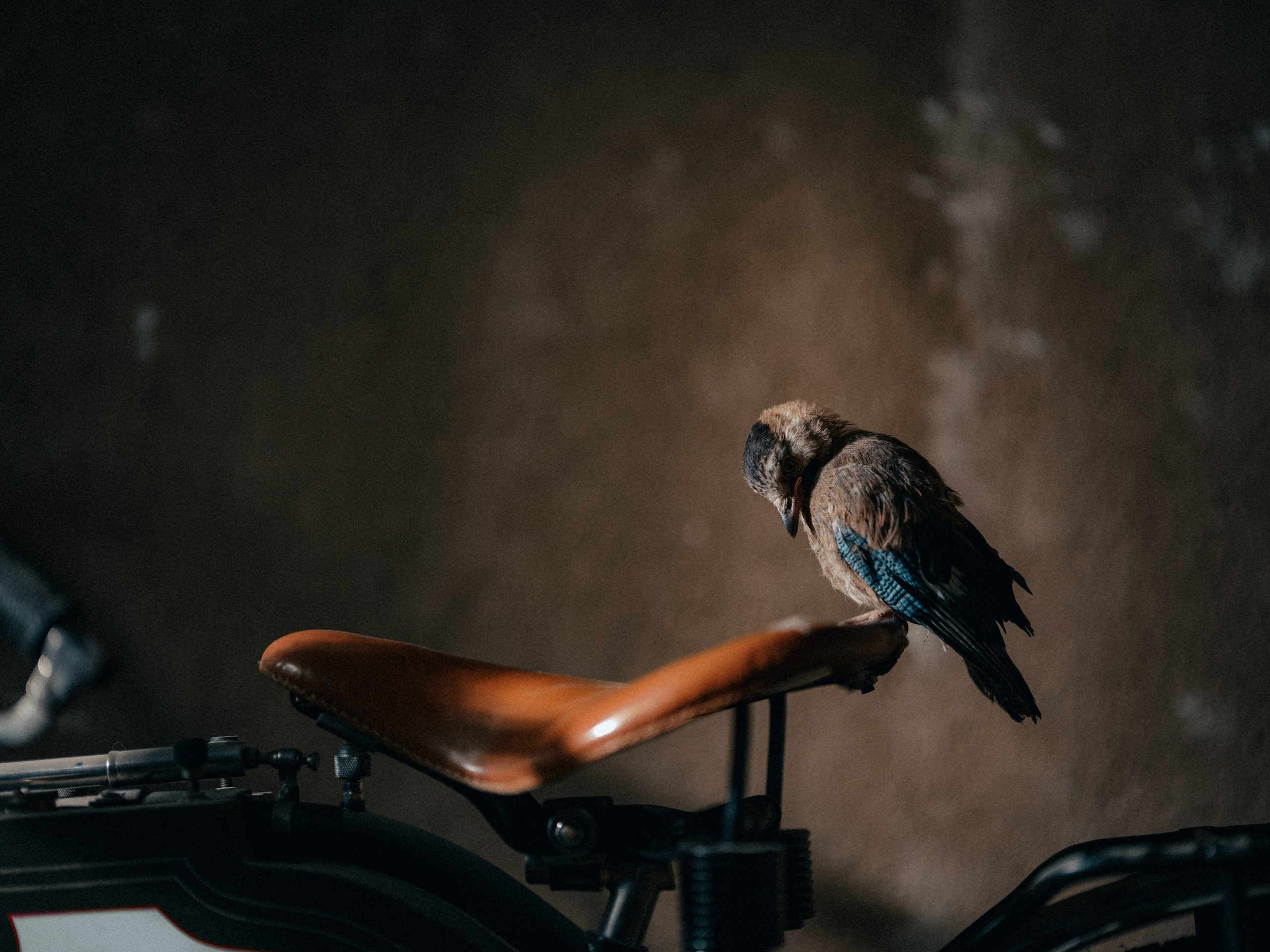 Съемка мотоцикла 1908 года производства для частной коллекции. Фотограф Олег Сотник