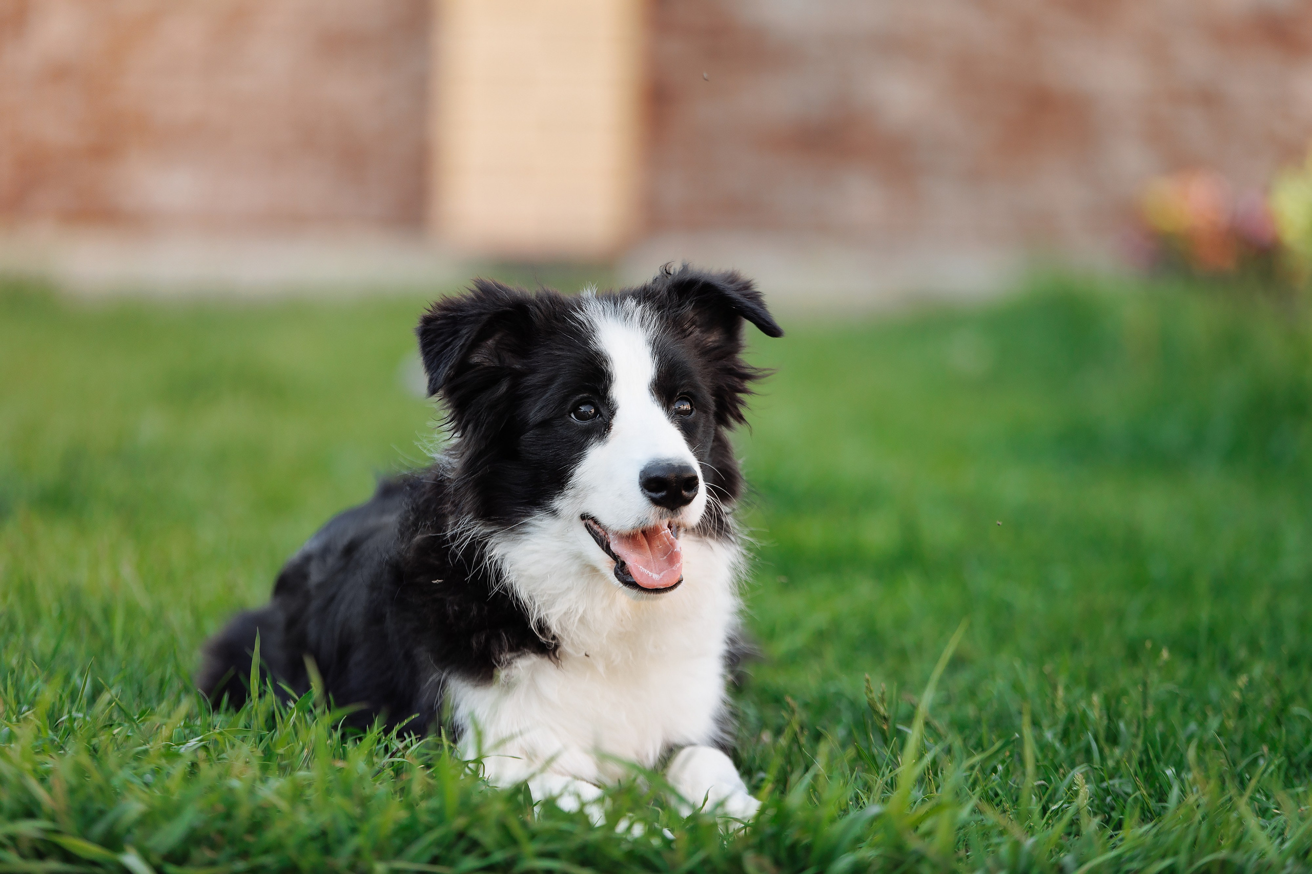 Пушистое. О нас