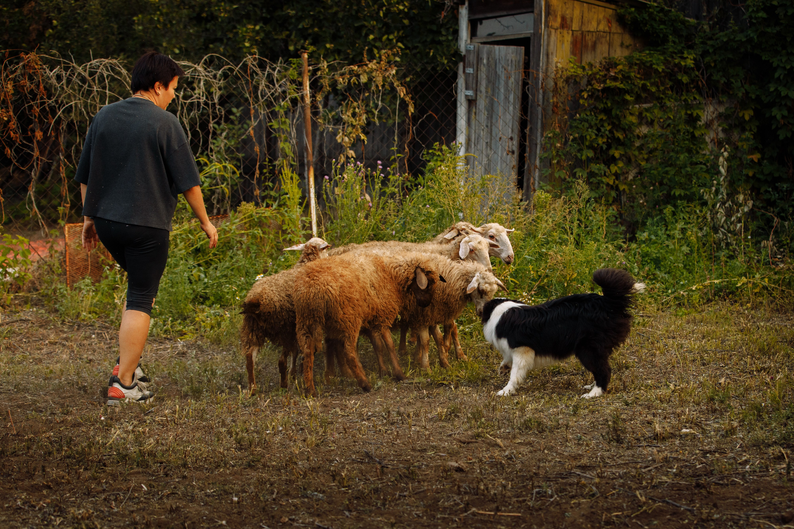 Овечий день. О нас