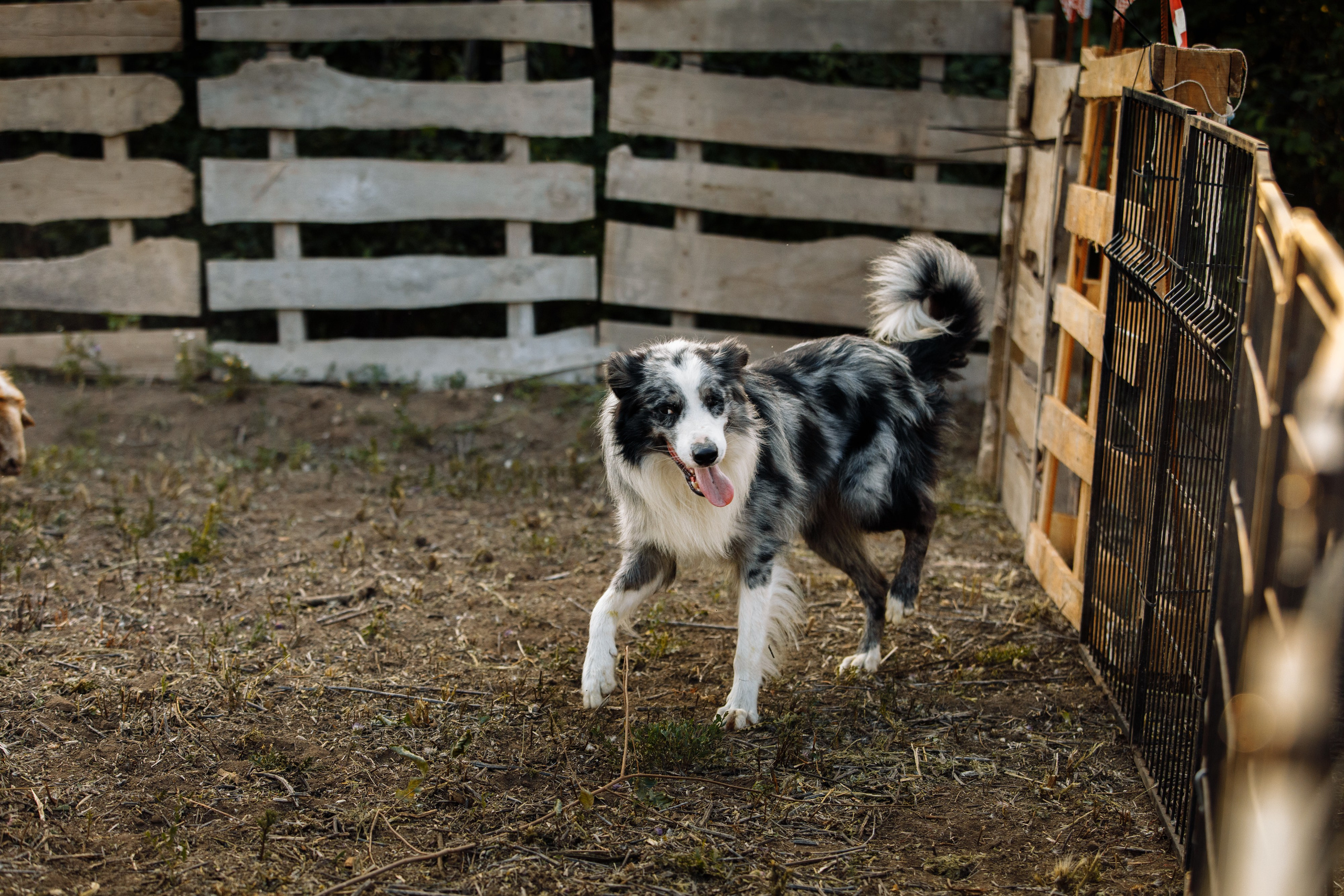 Овечий день. О нас